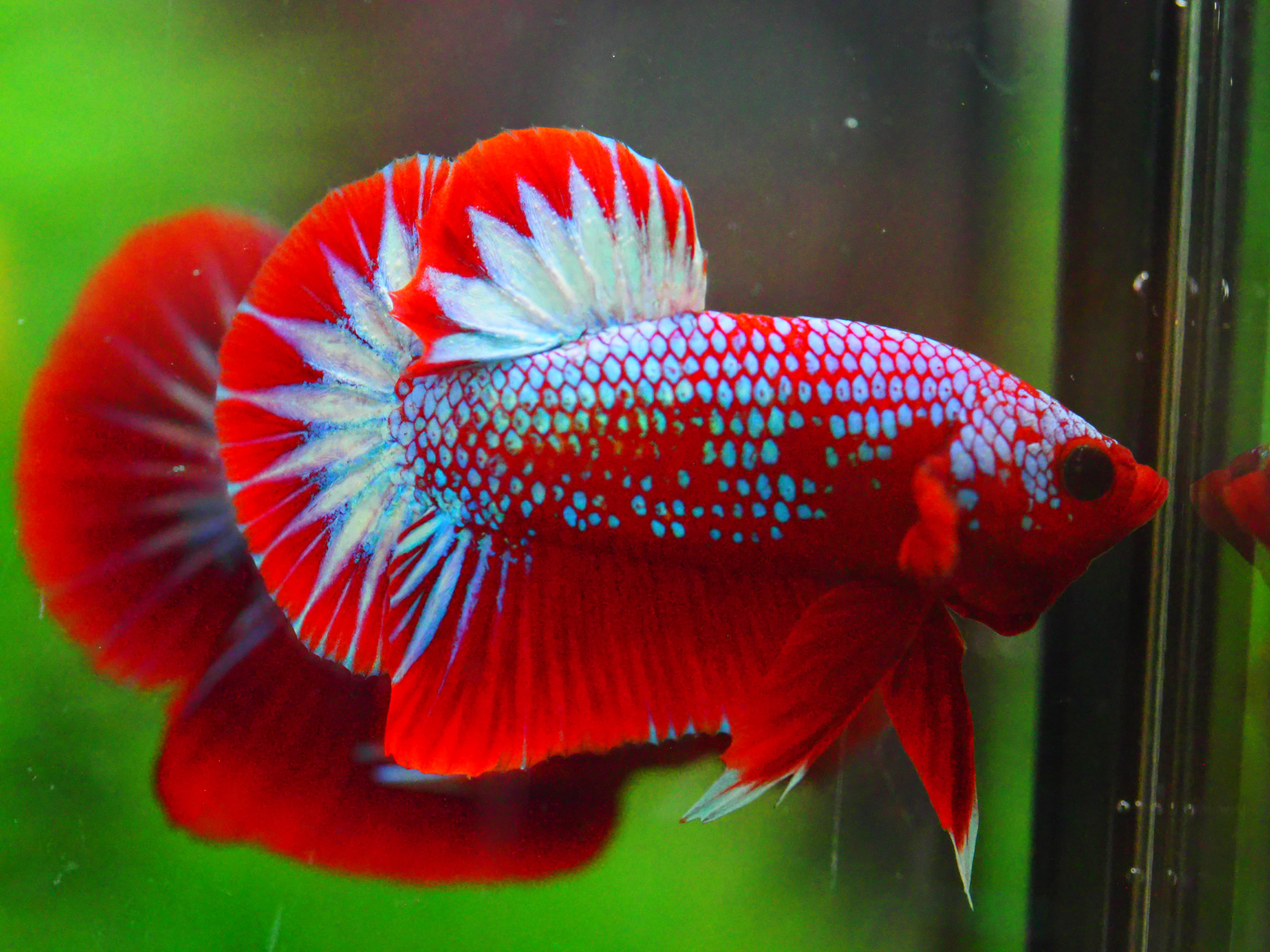 HMPK HELLBOY MALE GRADE A +++