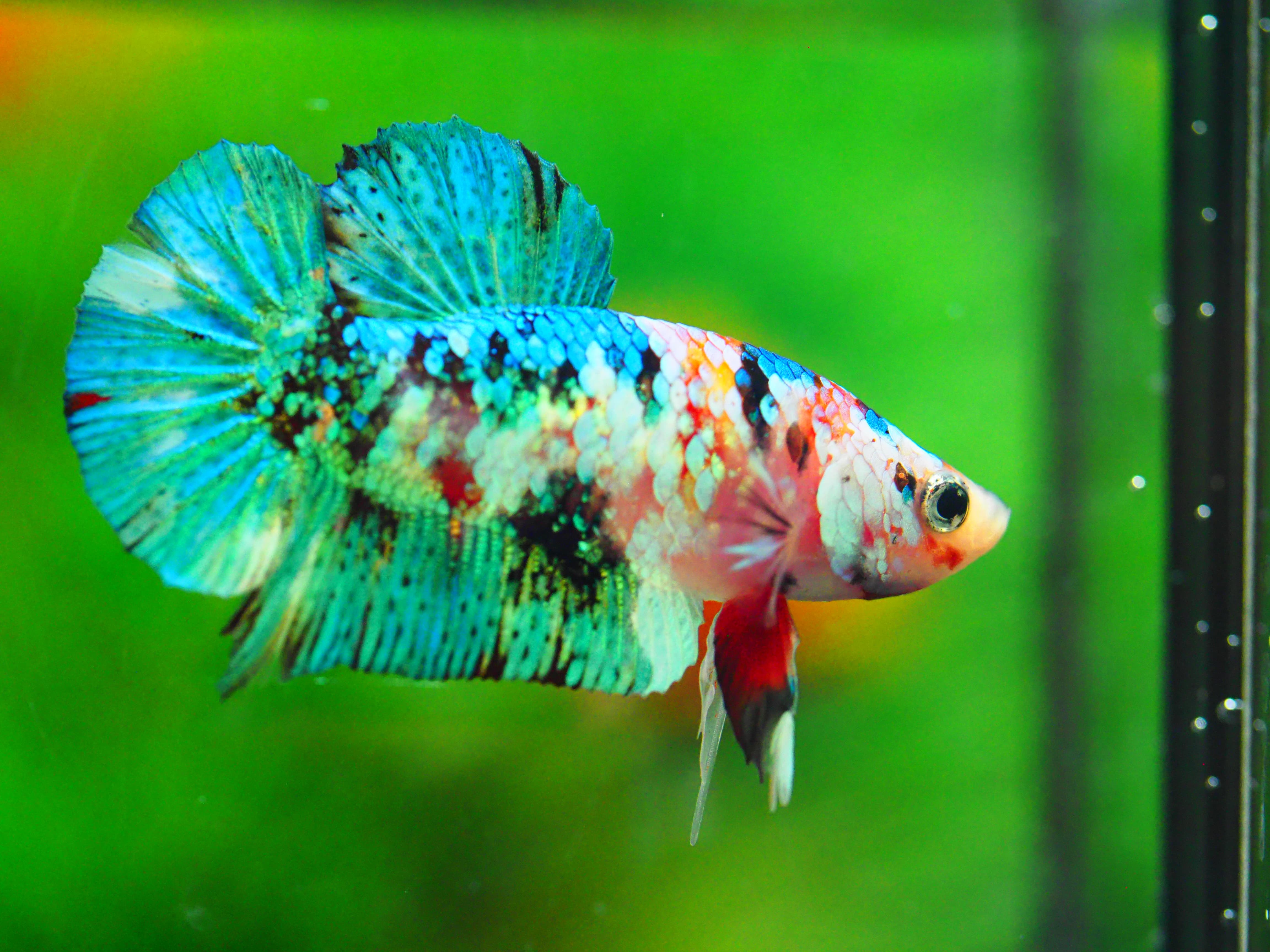 HMPK KOI GALAXY MALE GRADE A +++