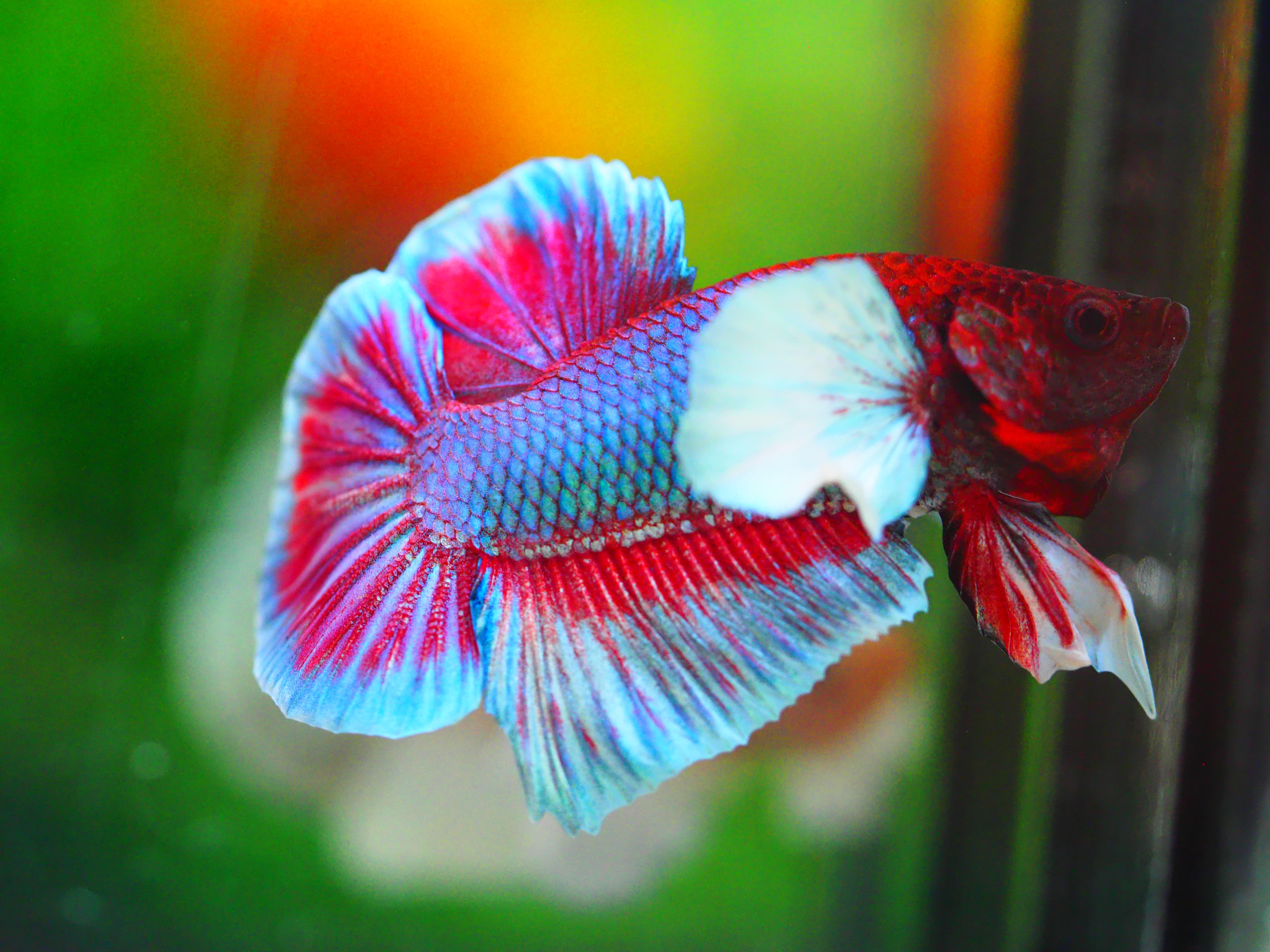 HMPK DUMBO MALE GRADE A +++