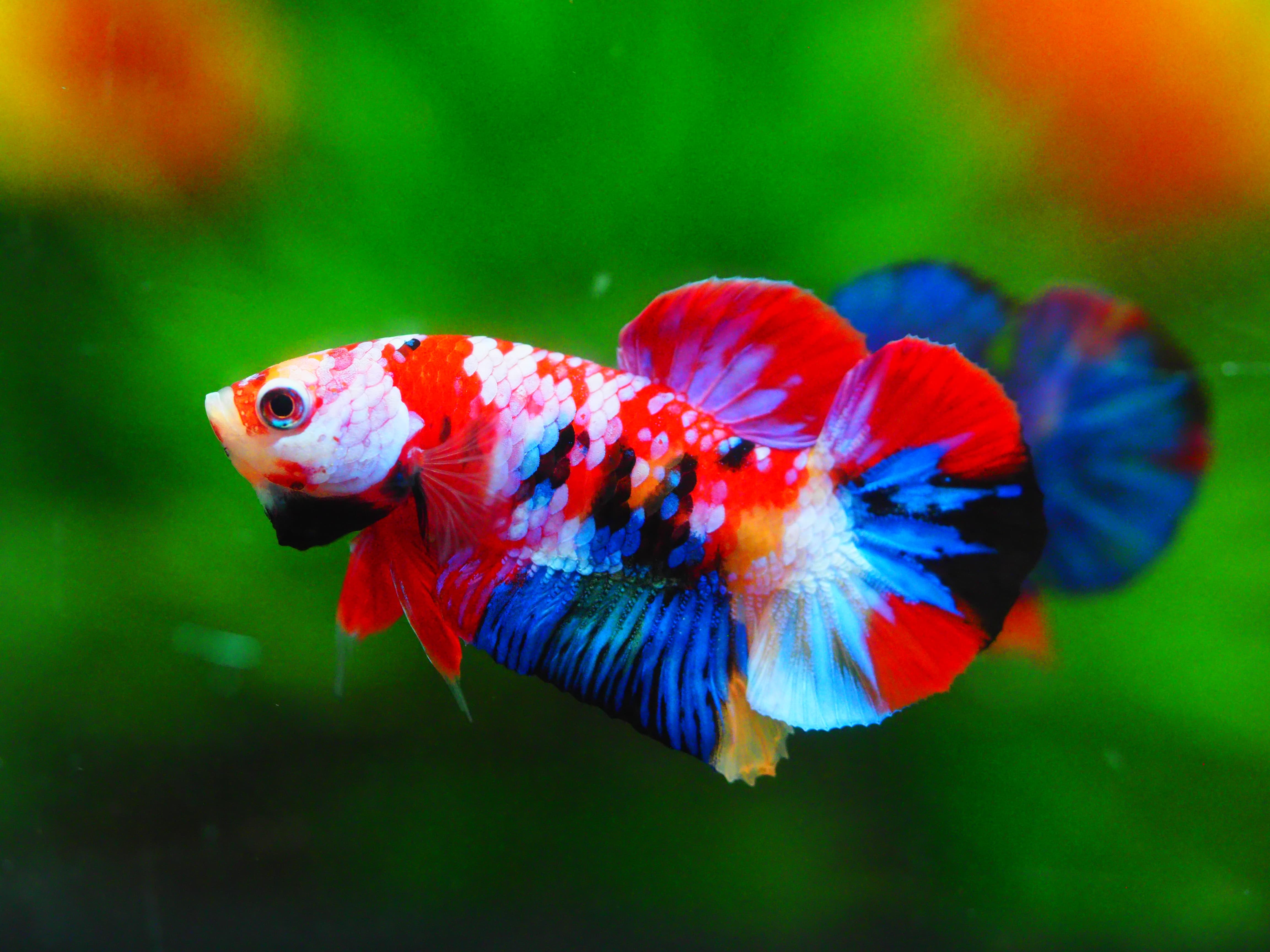 HMPK KOI GALAXY MALE GRADE A +++