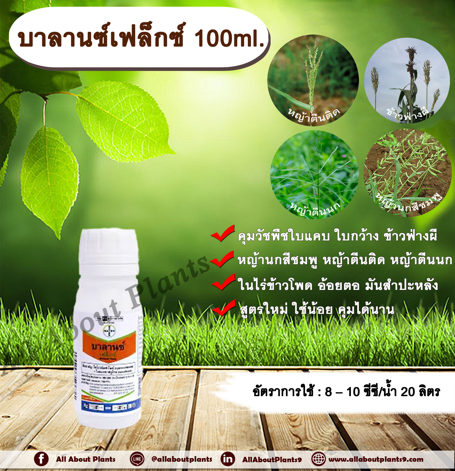 บาลานซ์เฟล็กซ์ 100ml. ไซโปรซัลฟาไมด์ + ไอซอกซาฟลูโทล สารคุมวัชพืชใบแคบ ใบกว้าง ข้าวฟ่างผี ในไร่ข้าวโพด อ้อยตอ มันสำปะหลัง สารคุมหญ้า คุมหญ้า allaboutplants ชิ้น