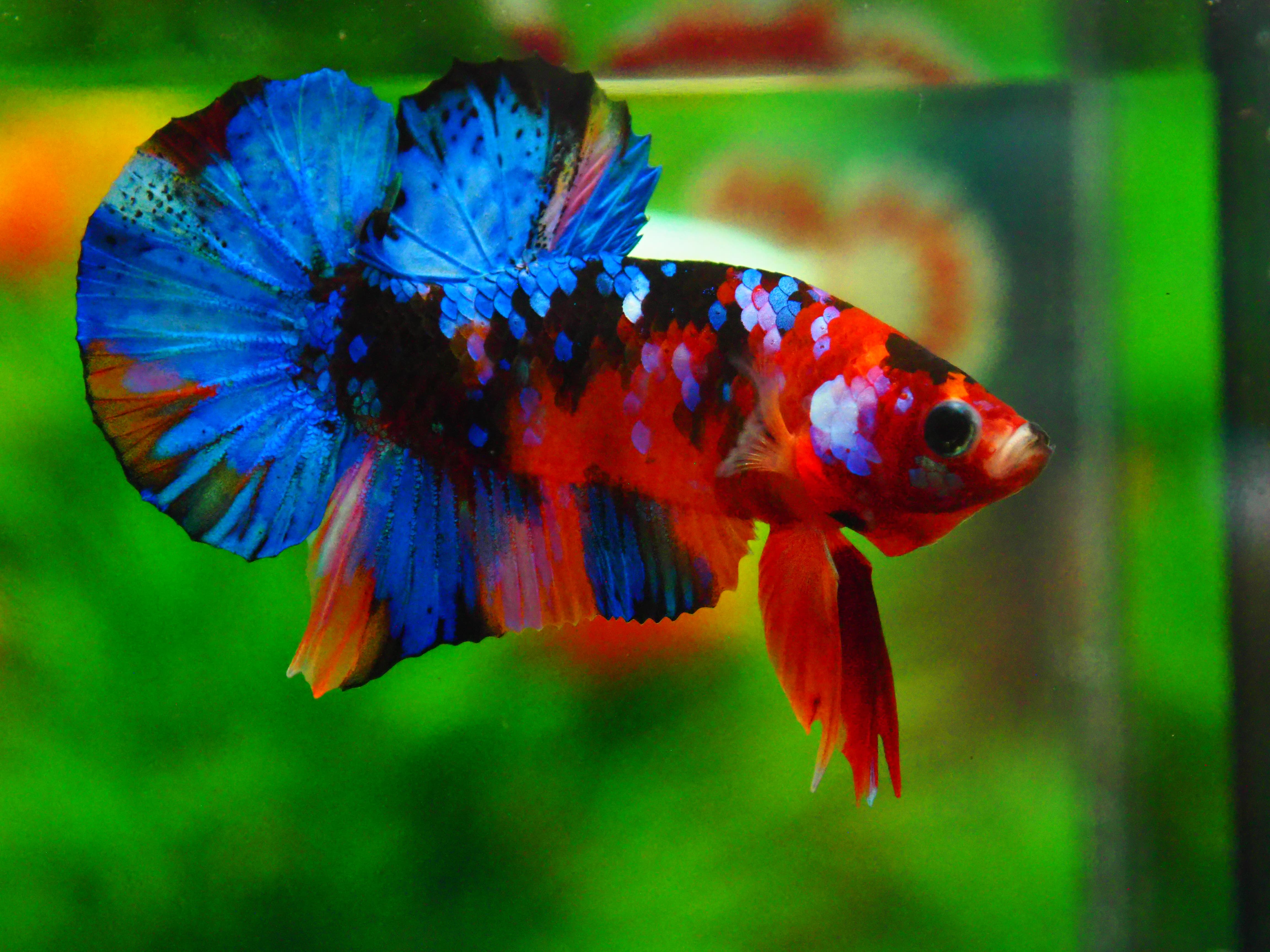 HMPK KOI GALAXY MALE GRADE A +++