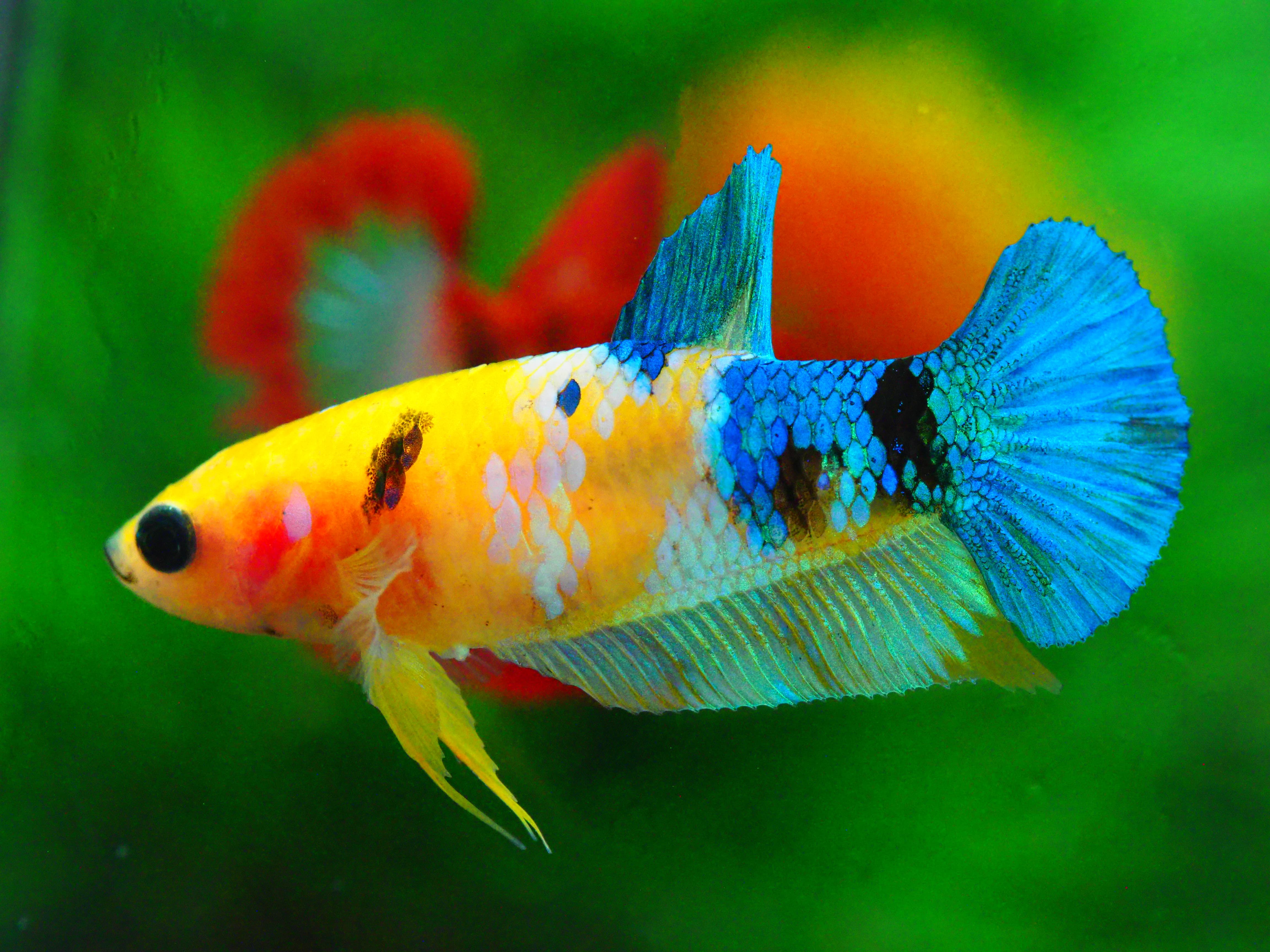 HMPK KOI GALAXY FNMALE GRADE A +++