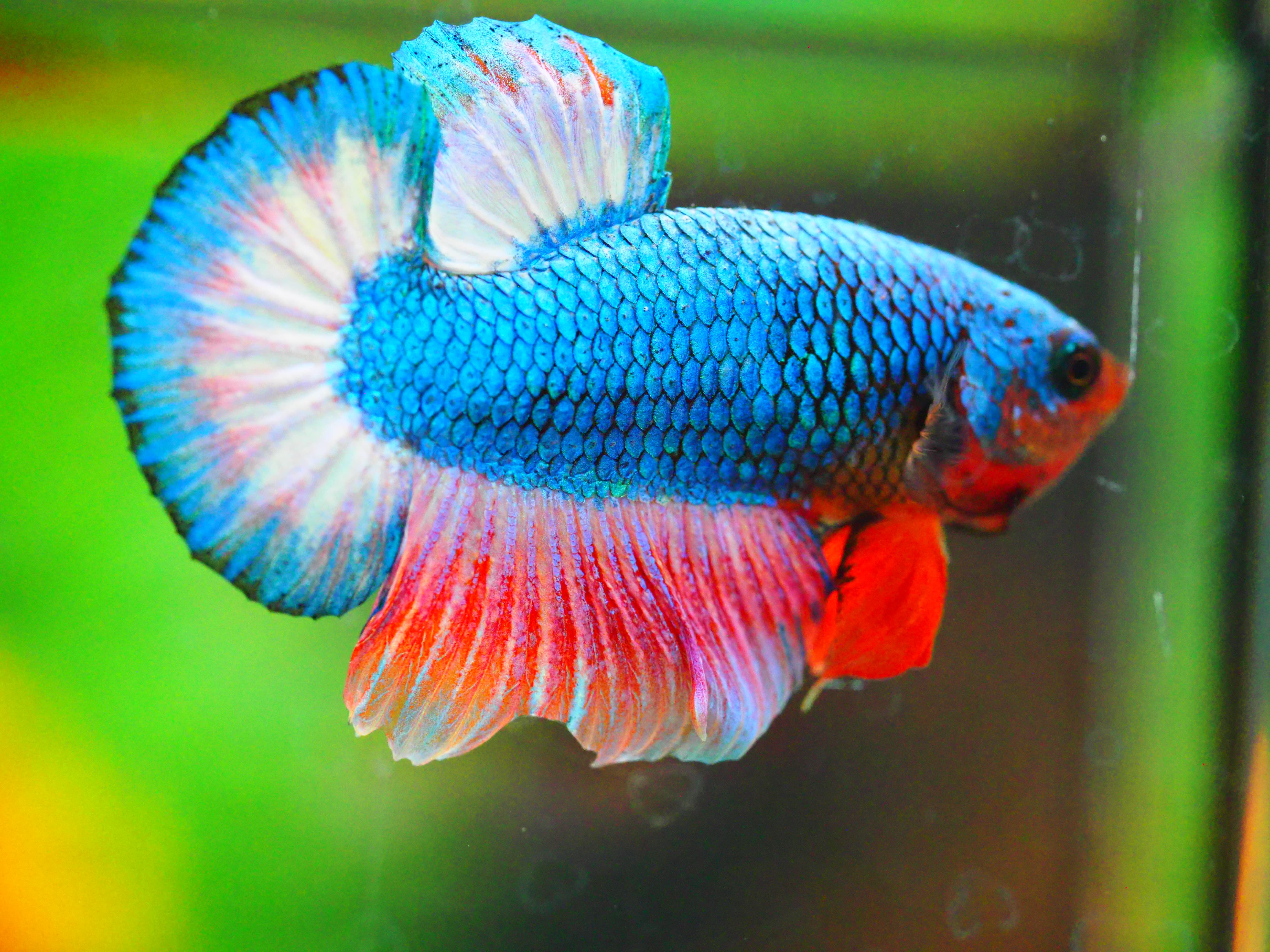 HMPK FANCY MALE GRADE A +++