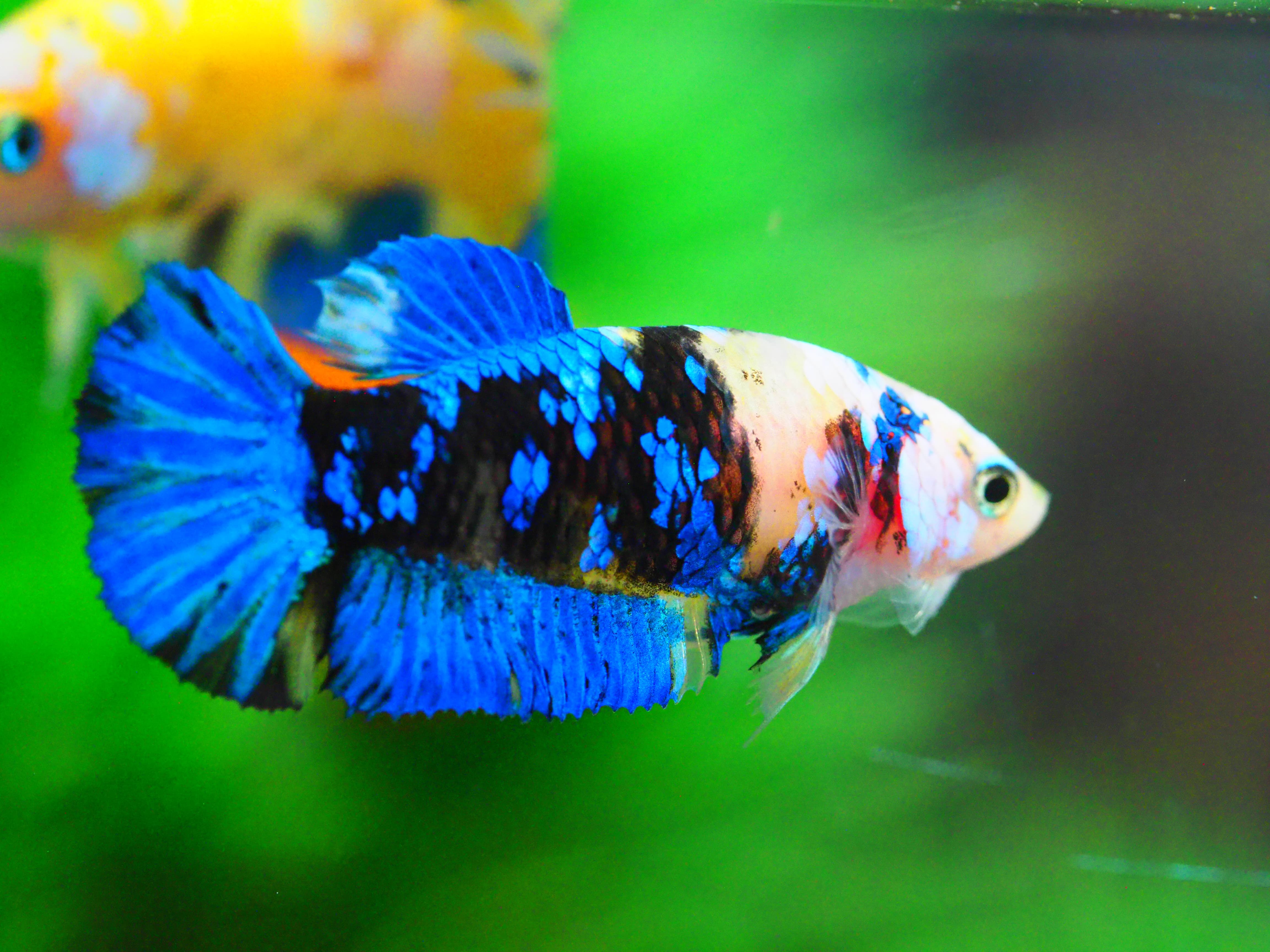 HMPK KOI YELLOW FNMALE GRADE A +++