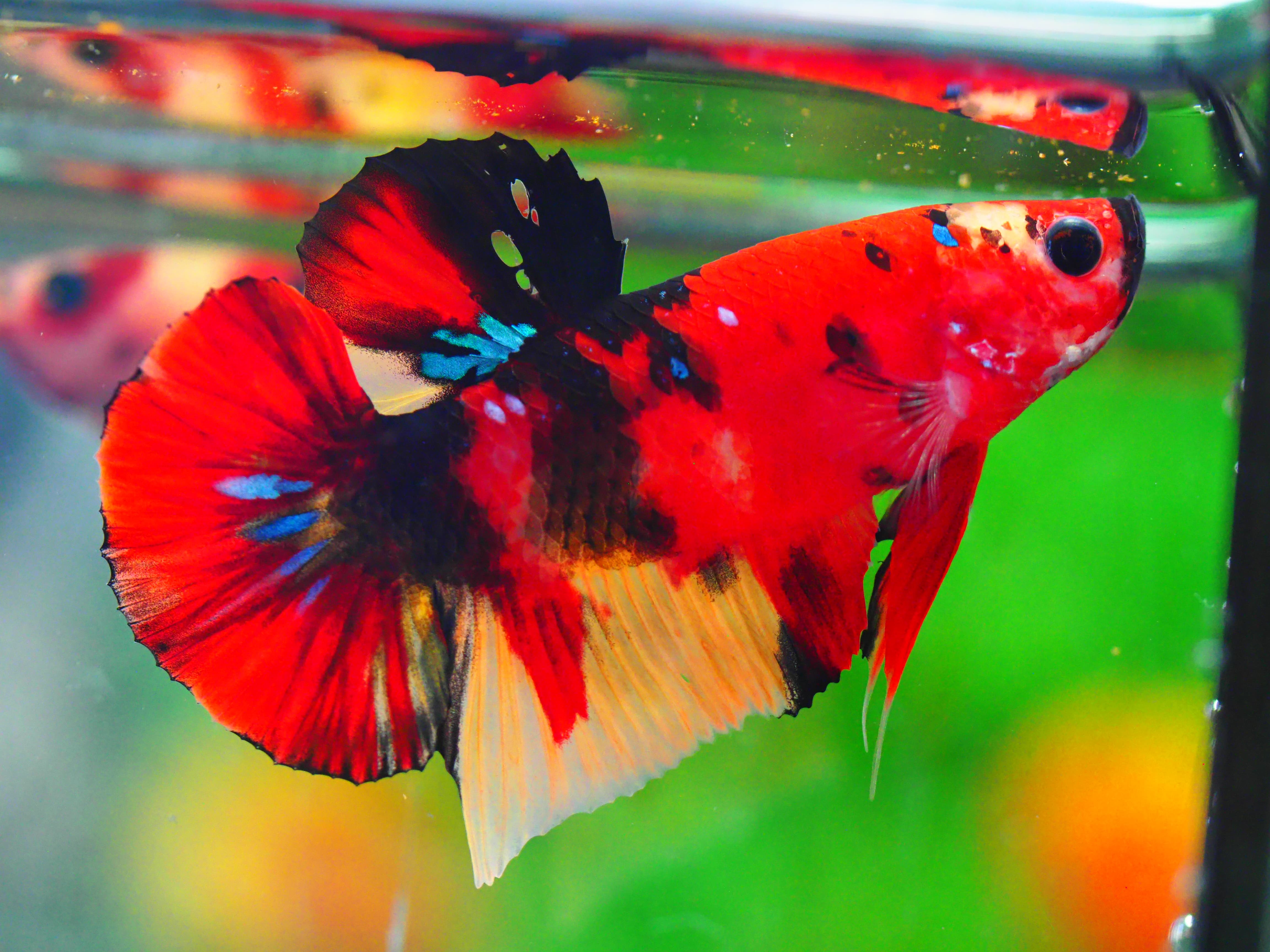 HMPK NEMO GALAXY MALE GRADE A +++