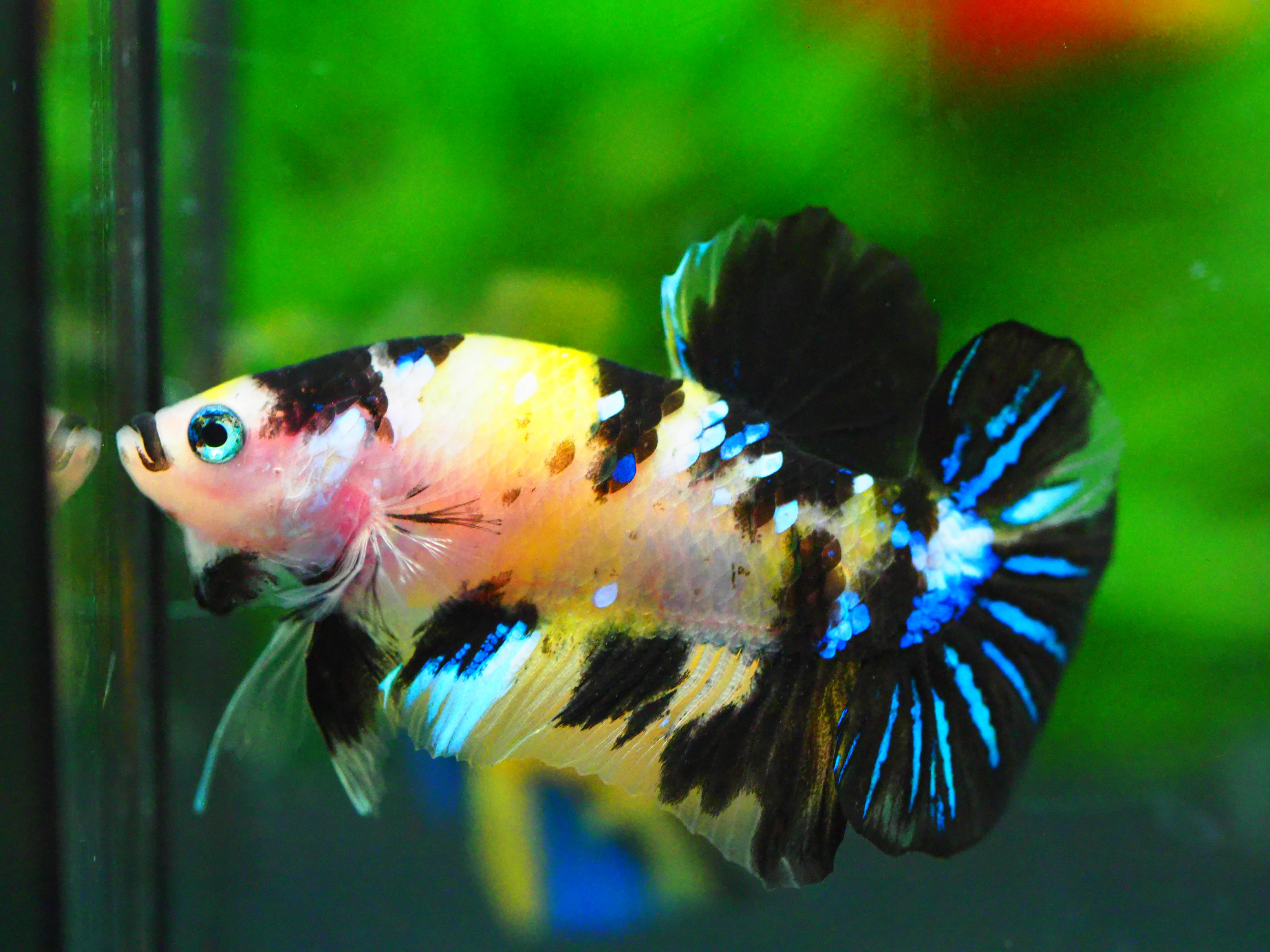 HMPK KOI YELLOW MALE GRADE A +++