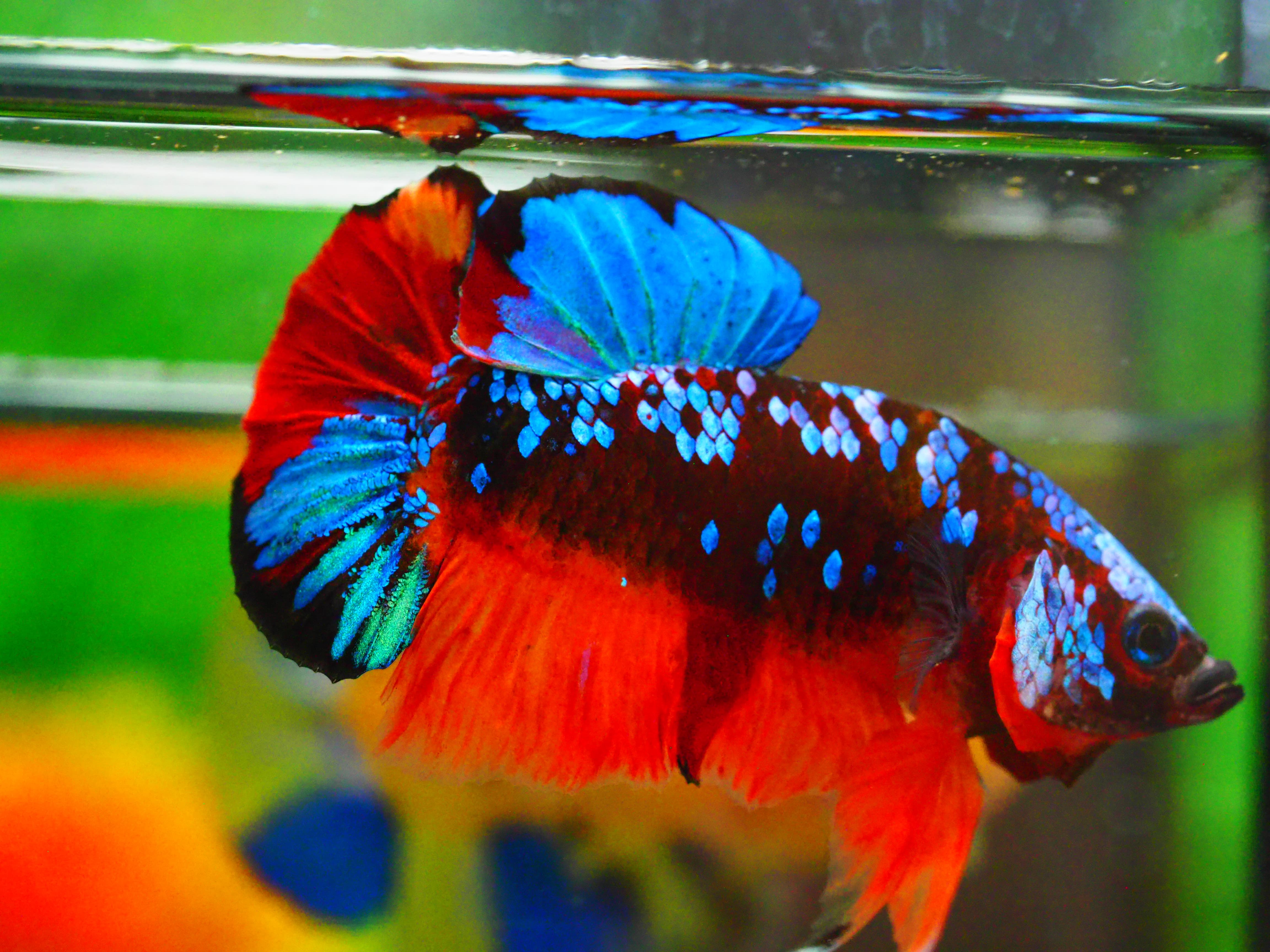 HMPK KOI GALAXY MALE GRADE A +++