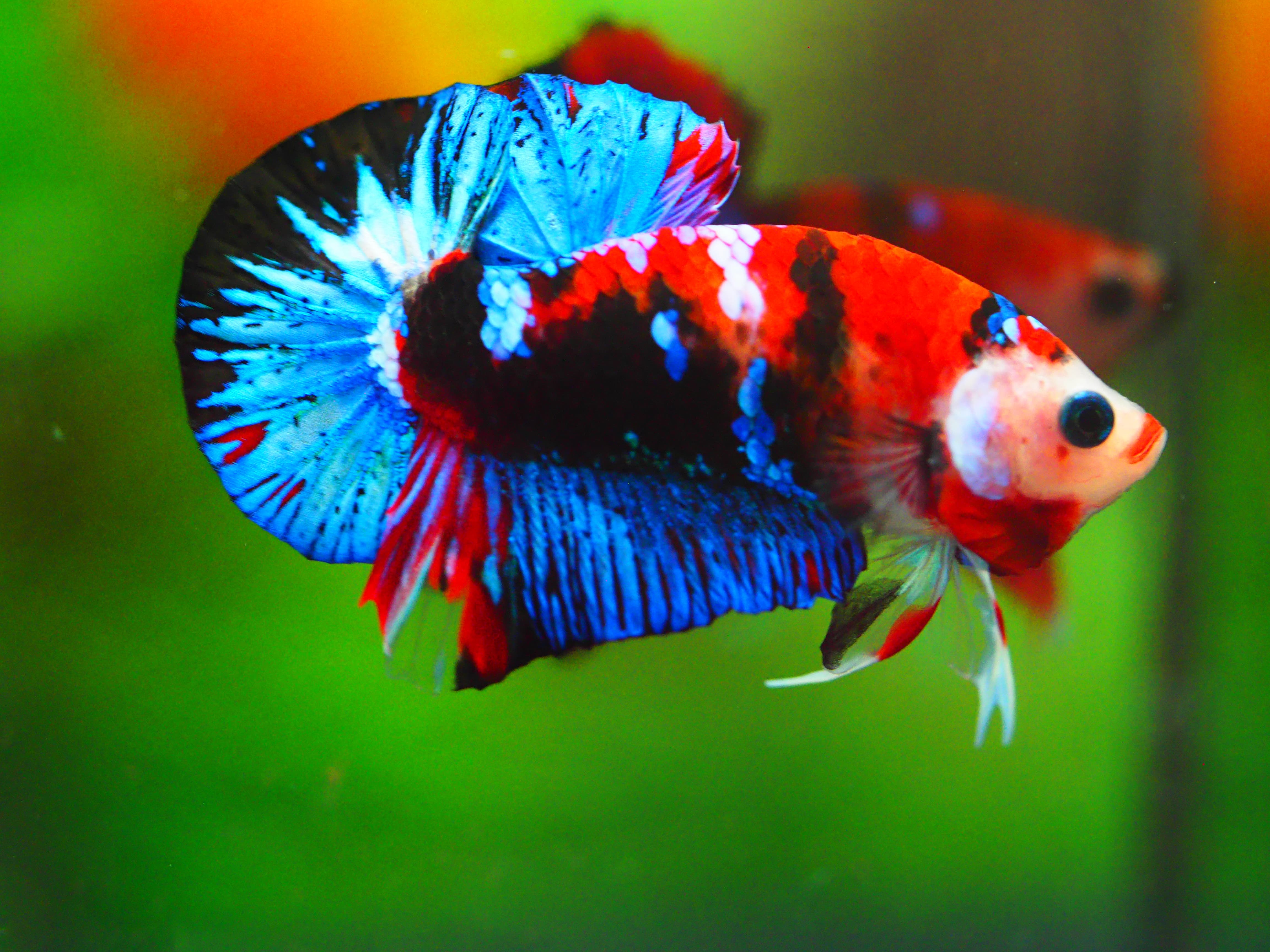 HMPK KOI GALAXY MALE GRADE A +++