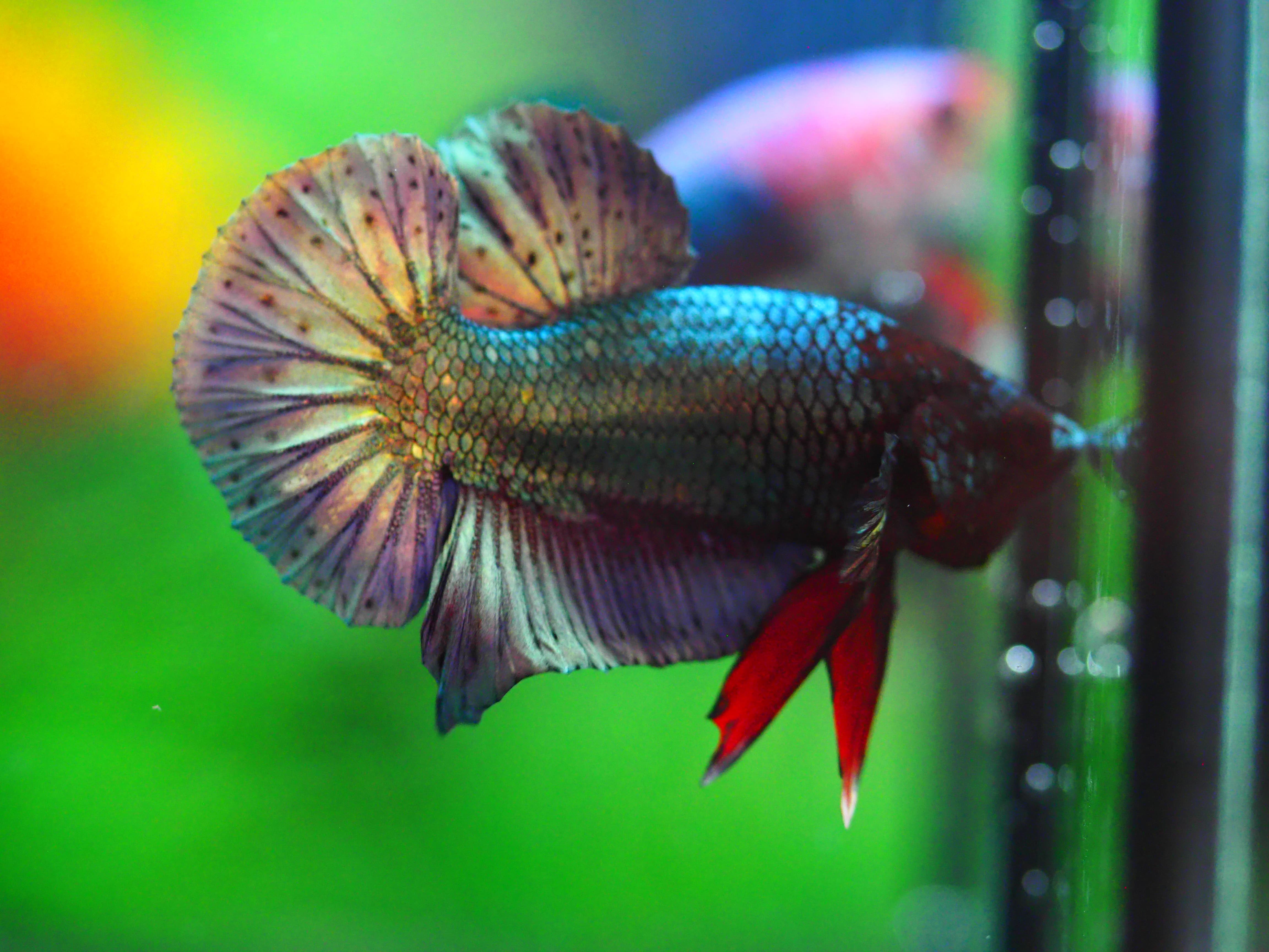 HMPK COPPER MALE GRADE A +++