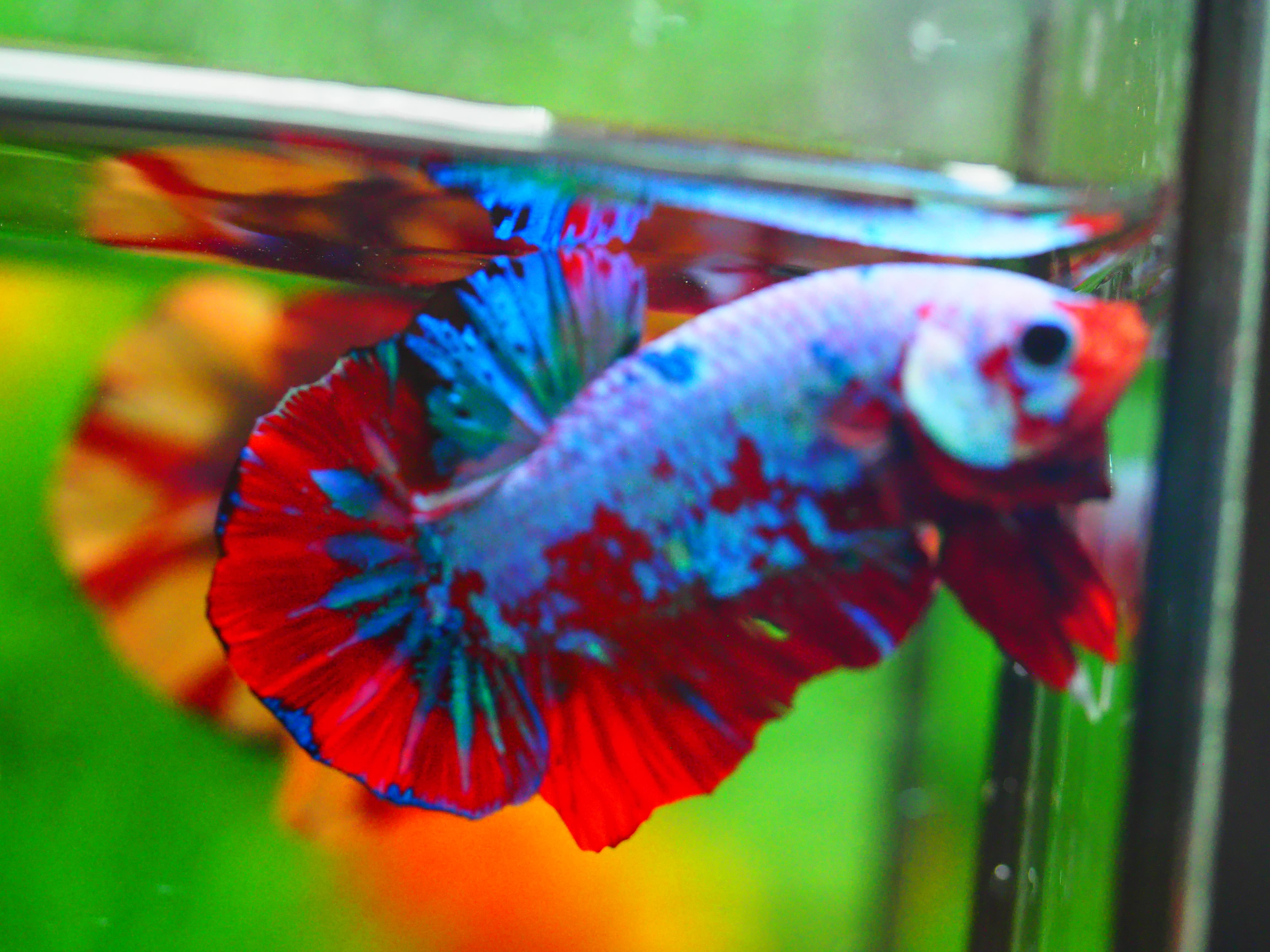 HMPK KOI GALAXY MALE GRADE A +++