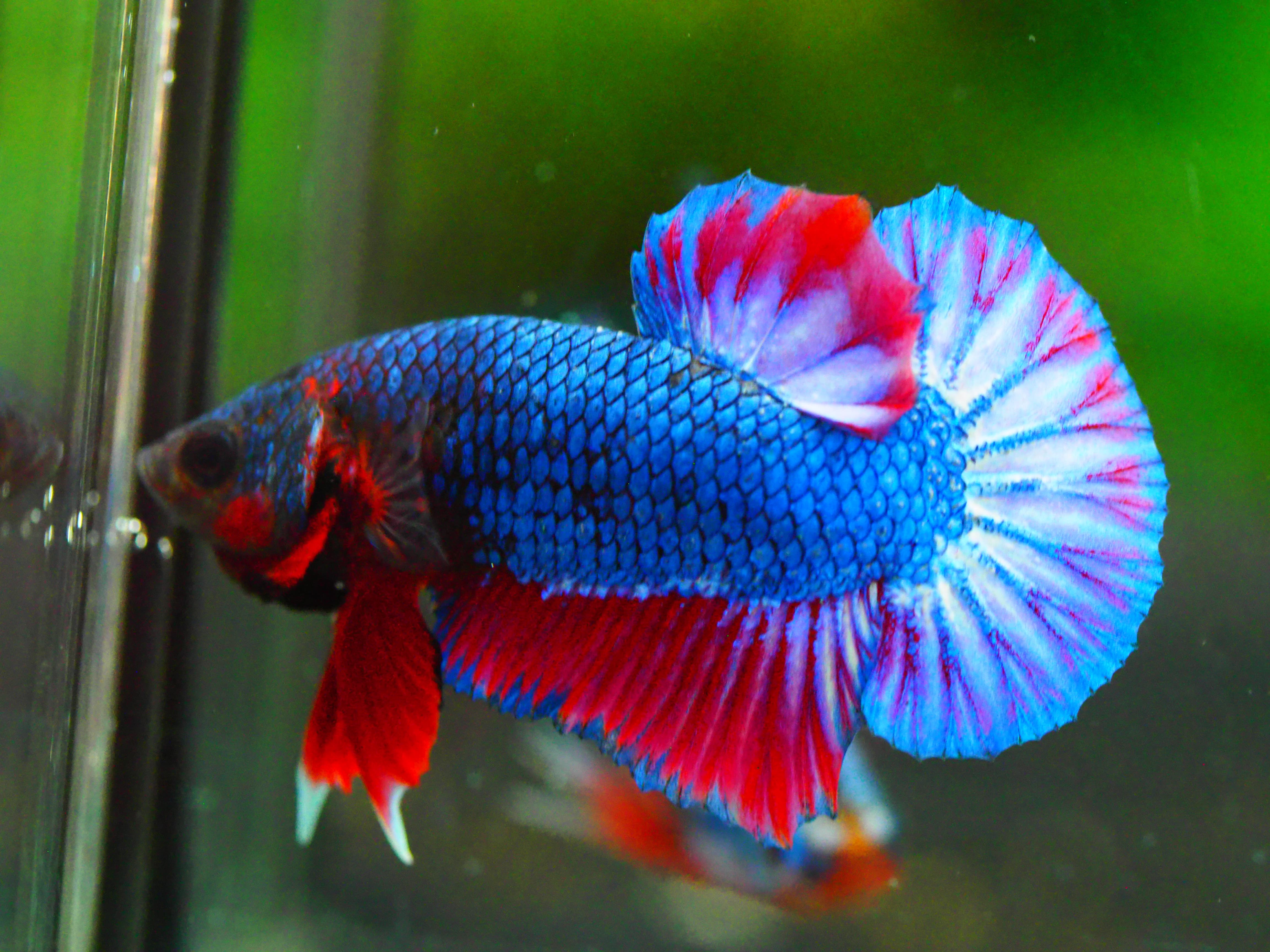 HMPK THAILAND MALE GRADE A +++