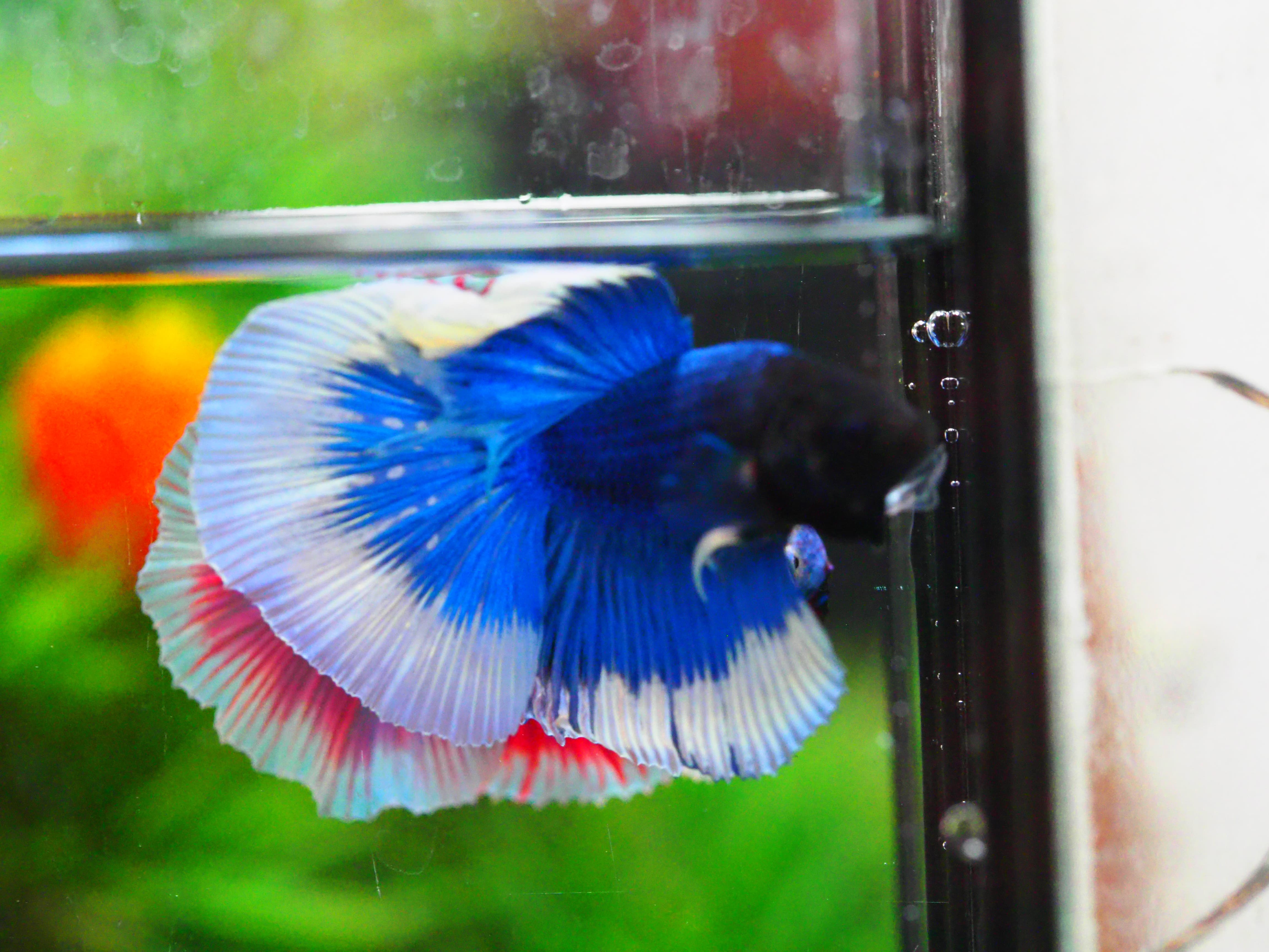 HM FANCY MALE GRADE A +++