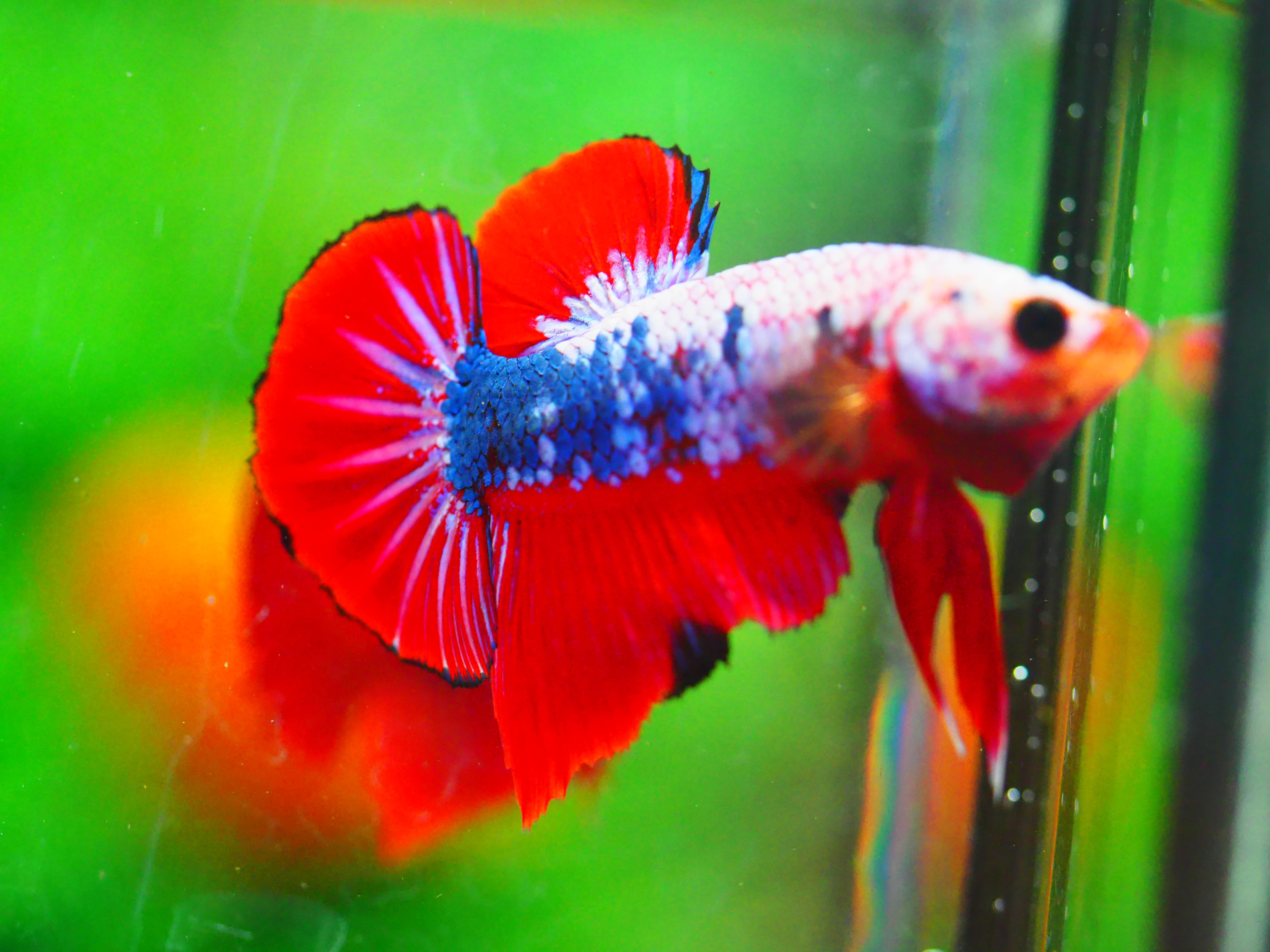 HMPK FANCY MALE GRADE A +++