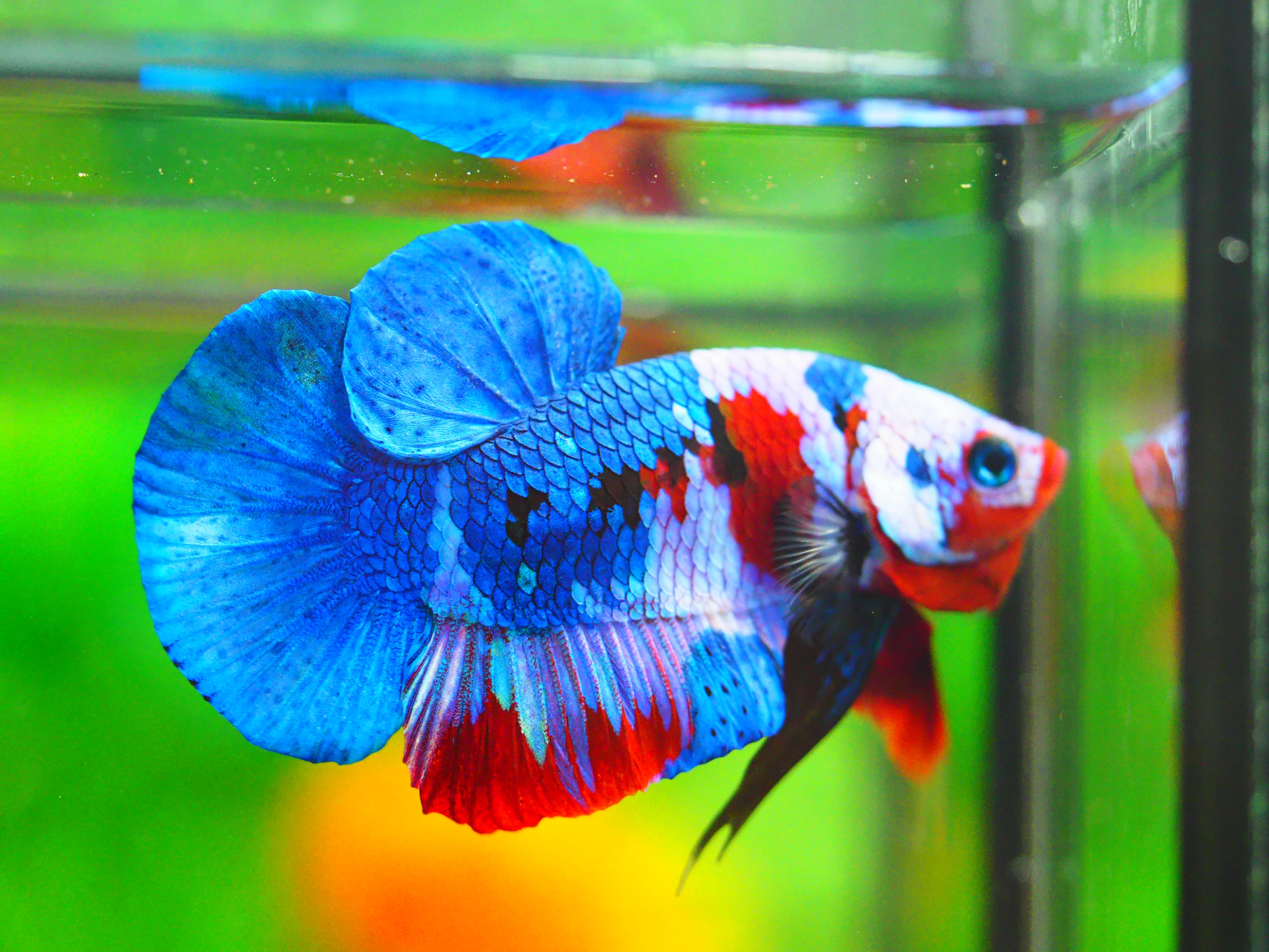 HMPK KOI GALAXY MALE GRADE A +++