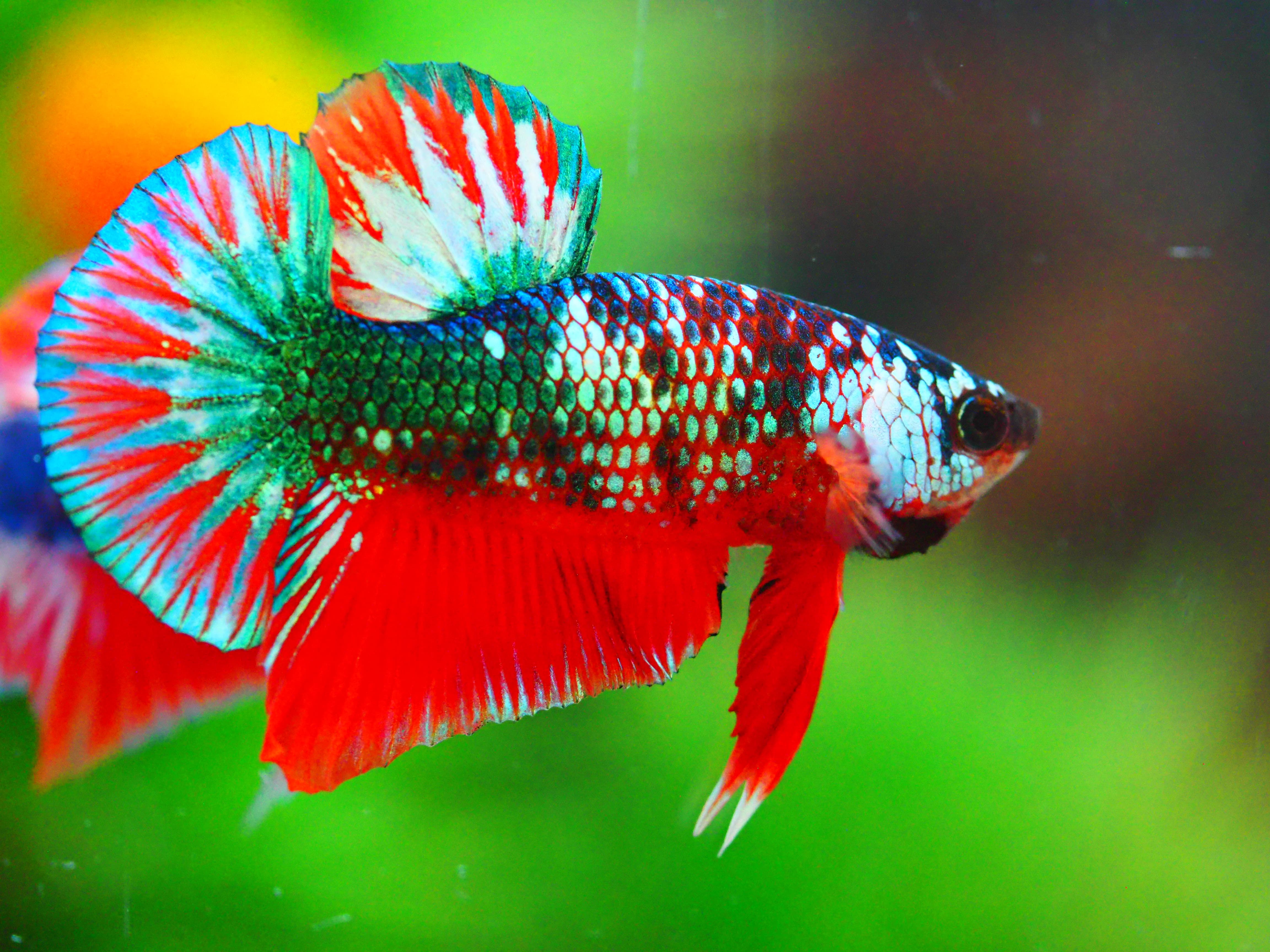 HMPK FANCY MALE GRADE A +++