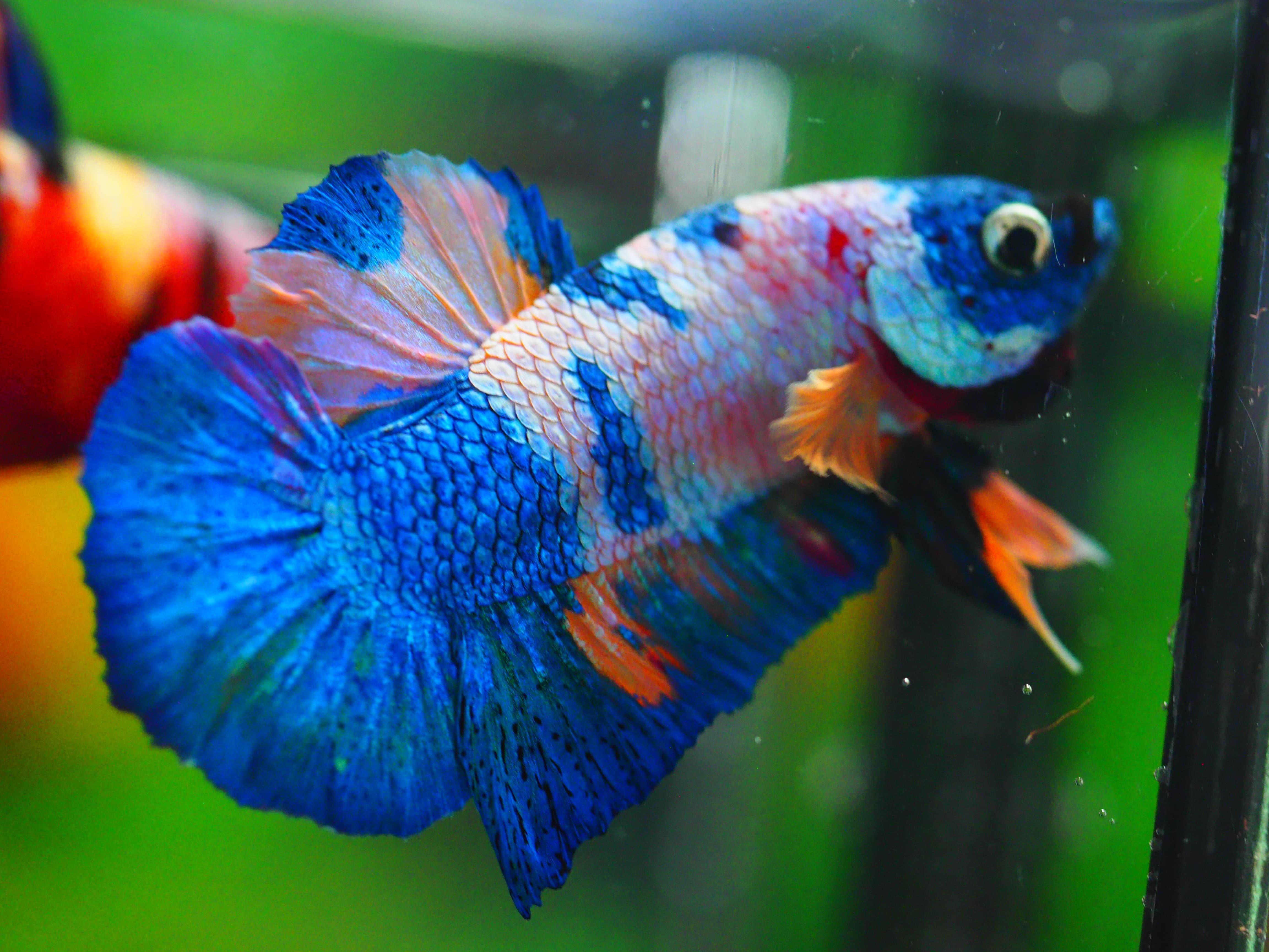 HMPK KOI GALAXY MALE GRADE A++