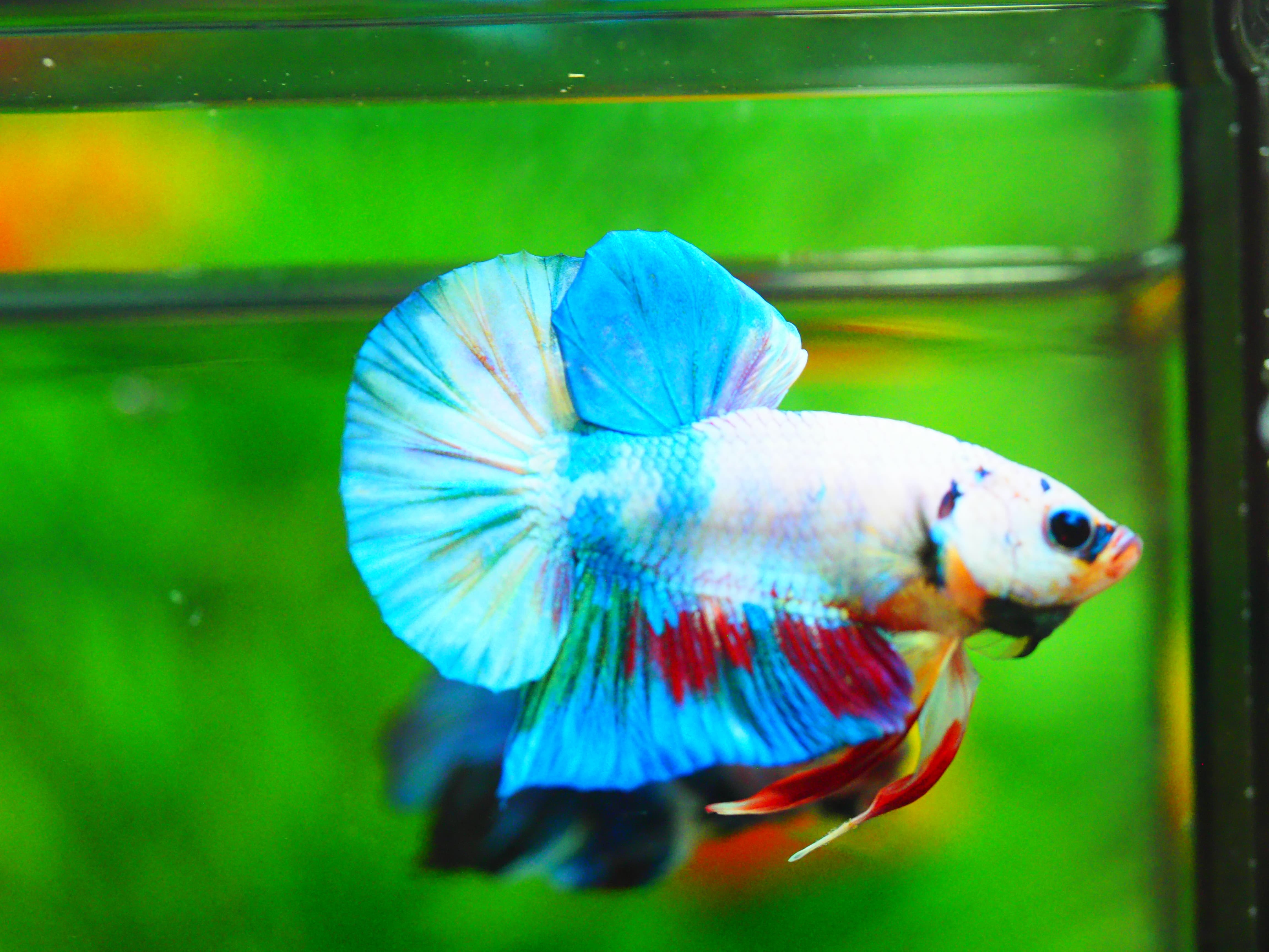 HMPK FANCY MALE GRADE A +++