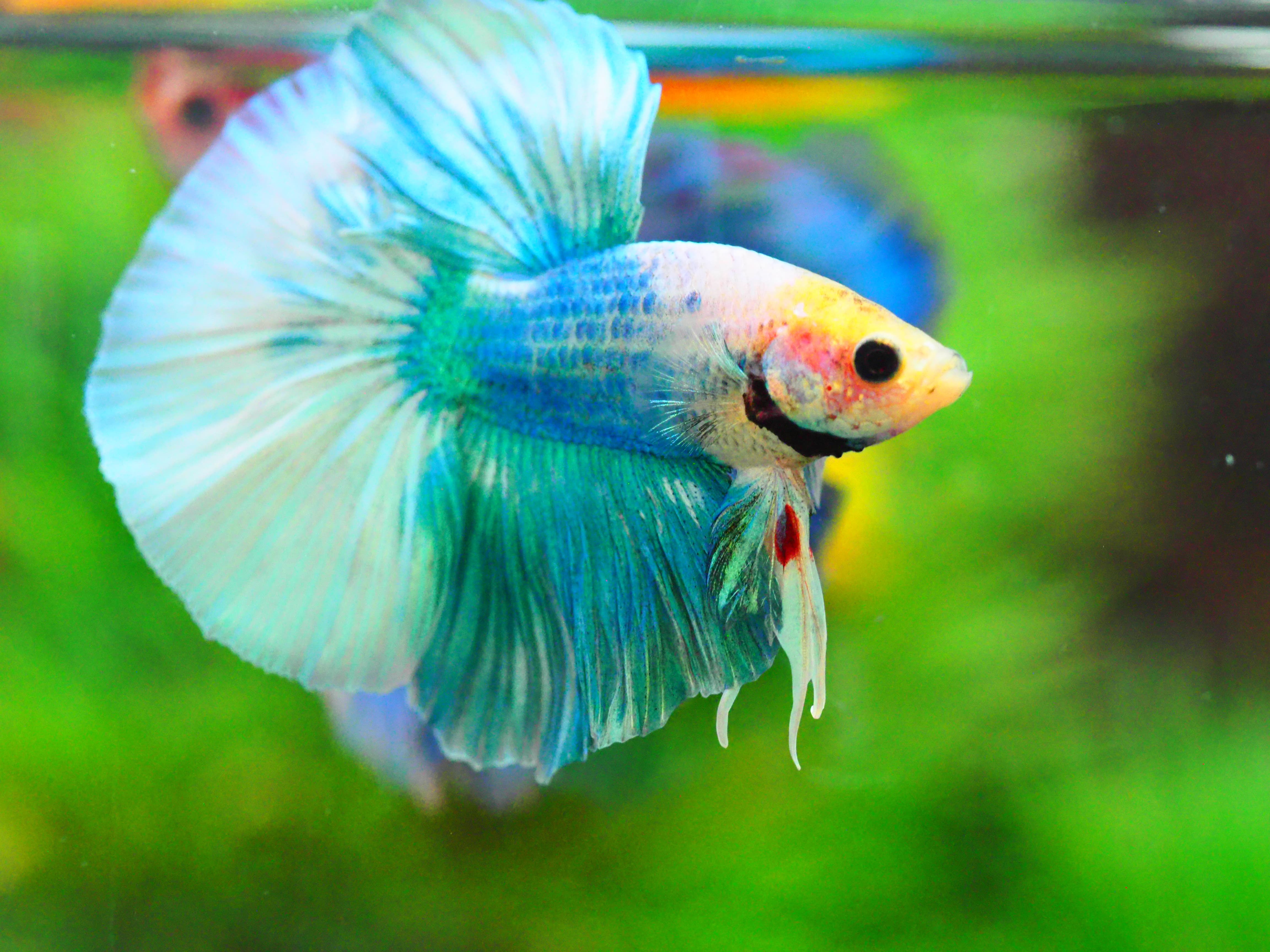 HM FANCY MALE GRADE A +++