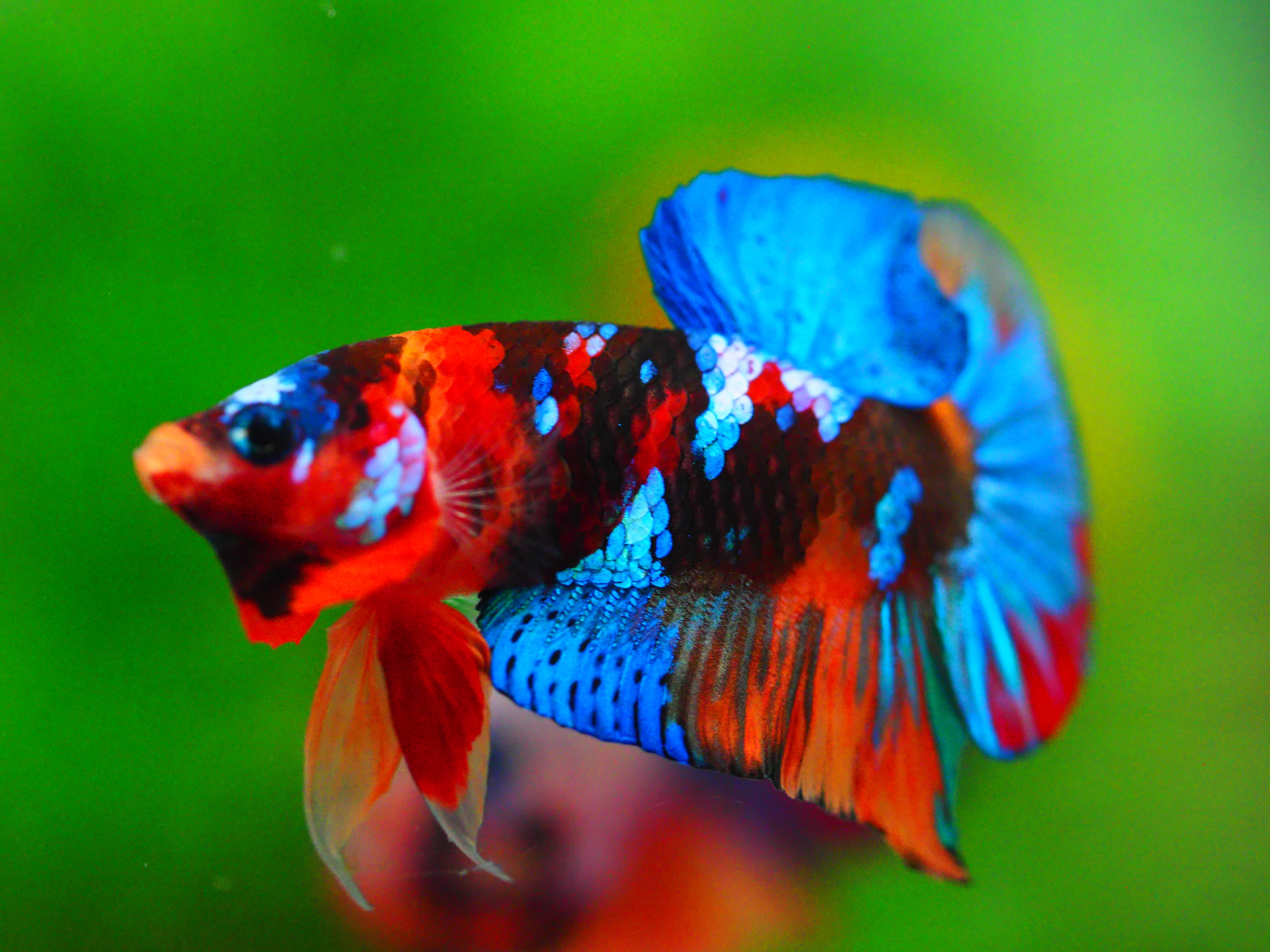 HMPK NEMO GALAXY MALE GRADE A +++