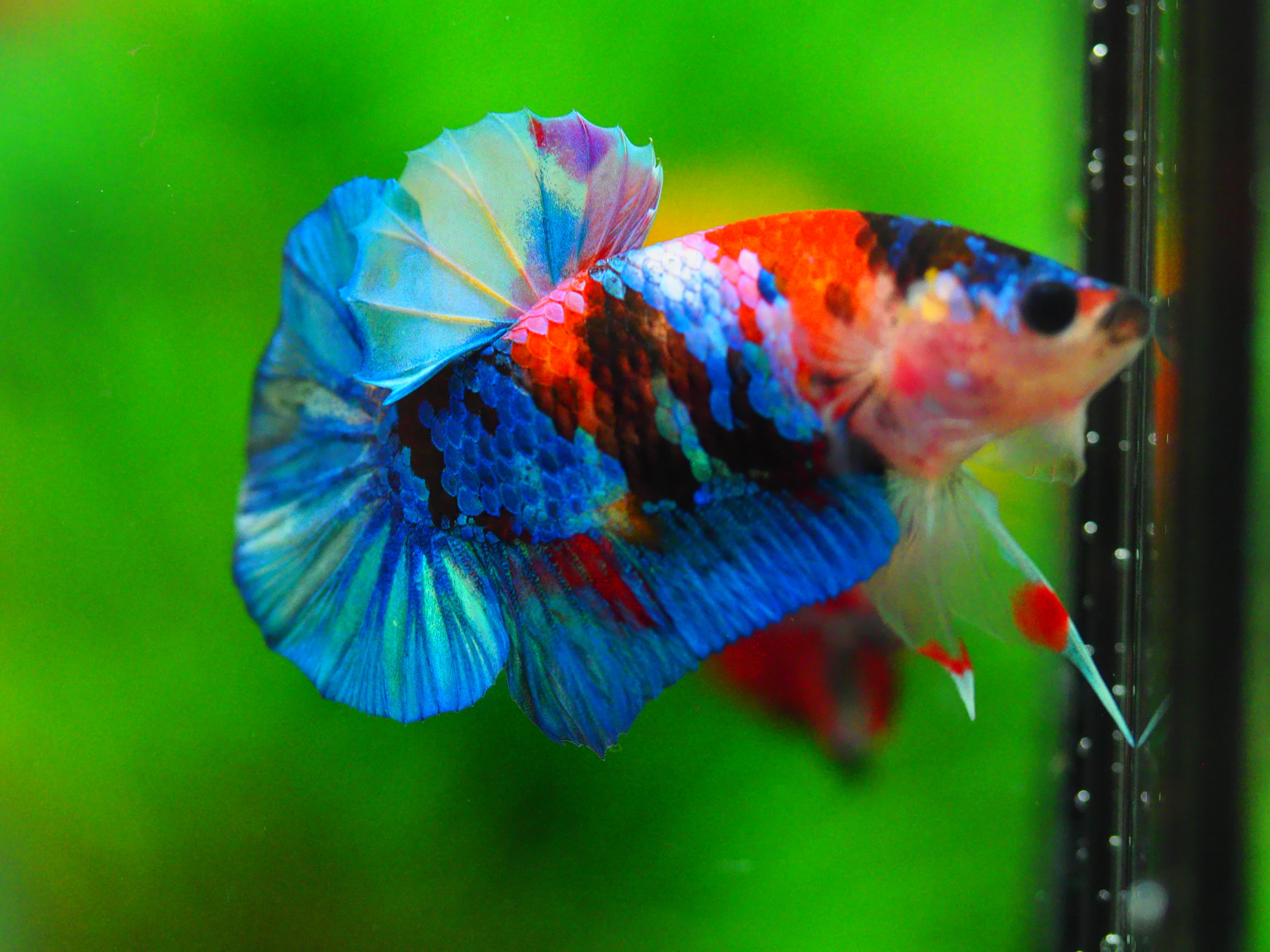 HMPK KOI GALAXY MALE GRADE A +++