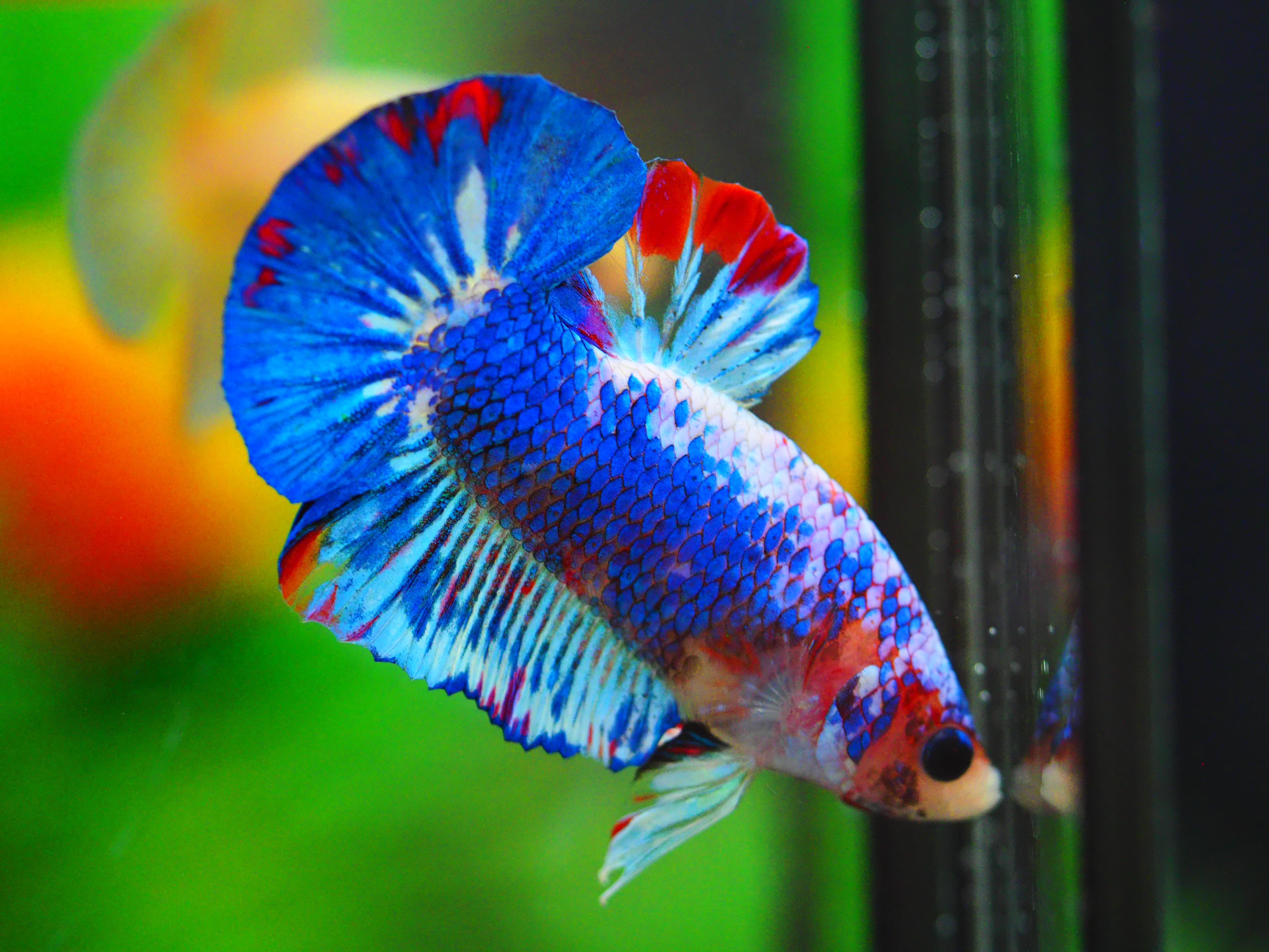 HMPK FANCY MALE GRADE A++