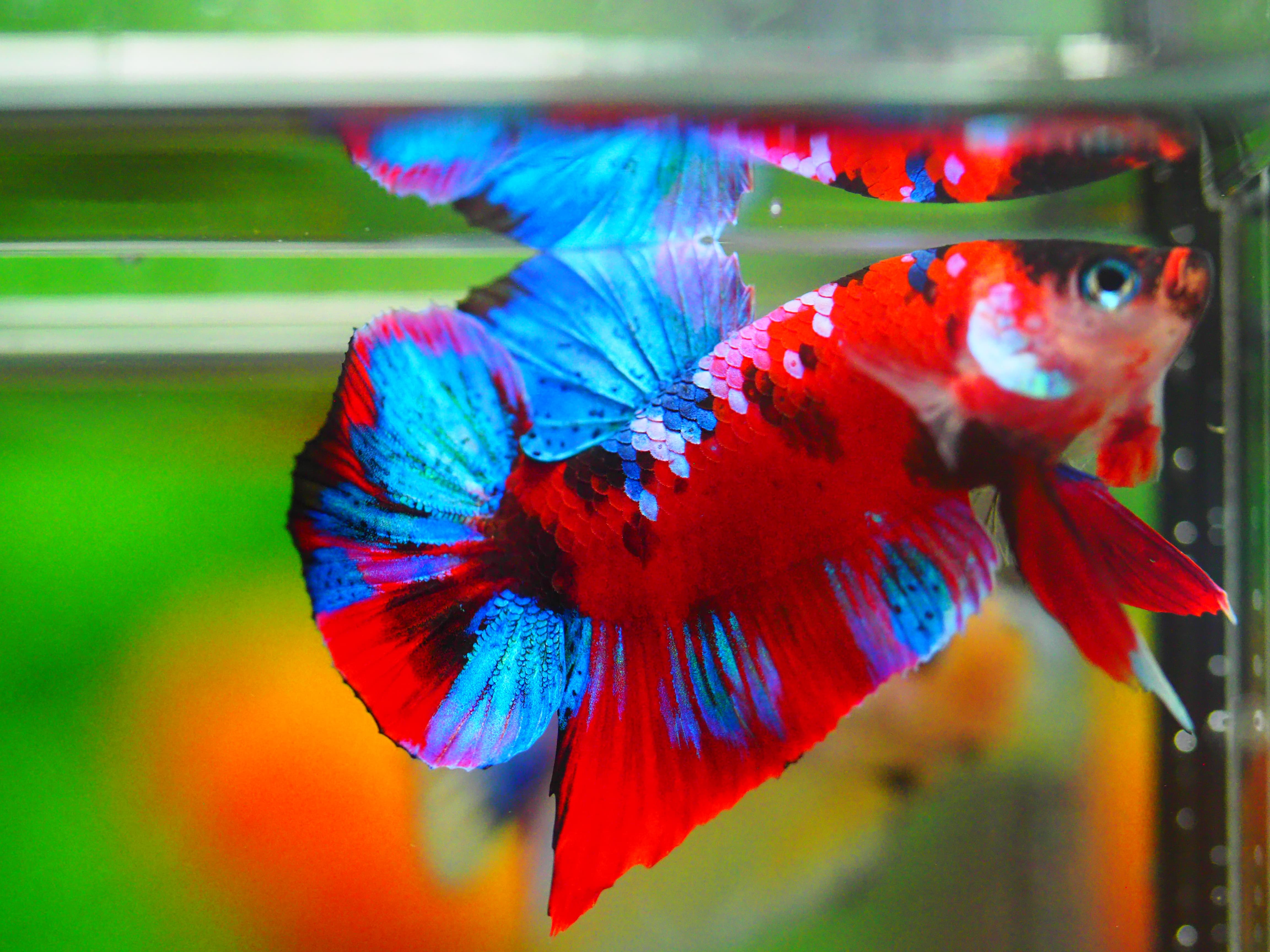 HMPK KOI GALAXY MALE GRADE A +++