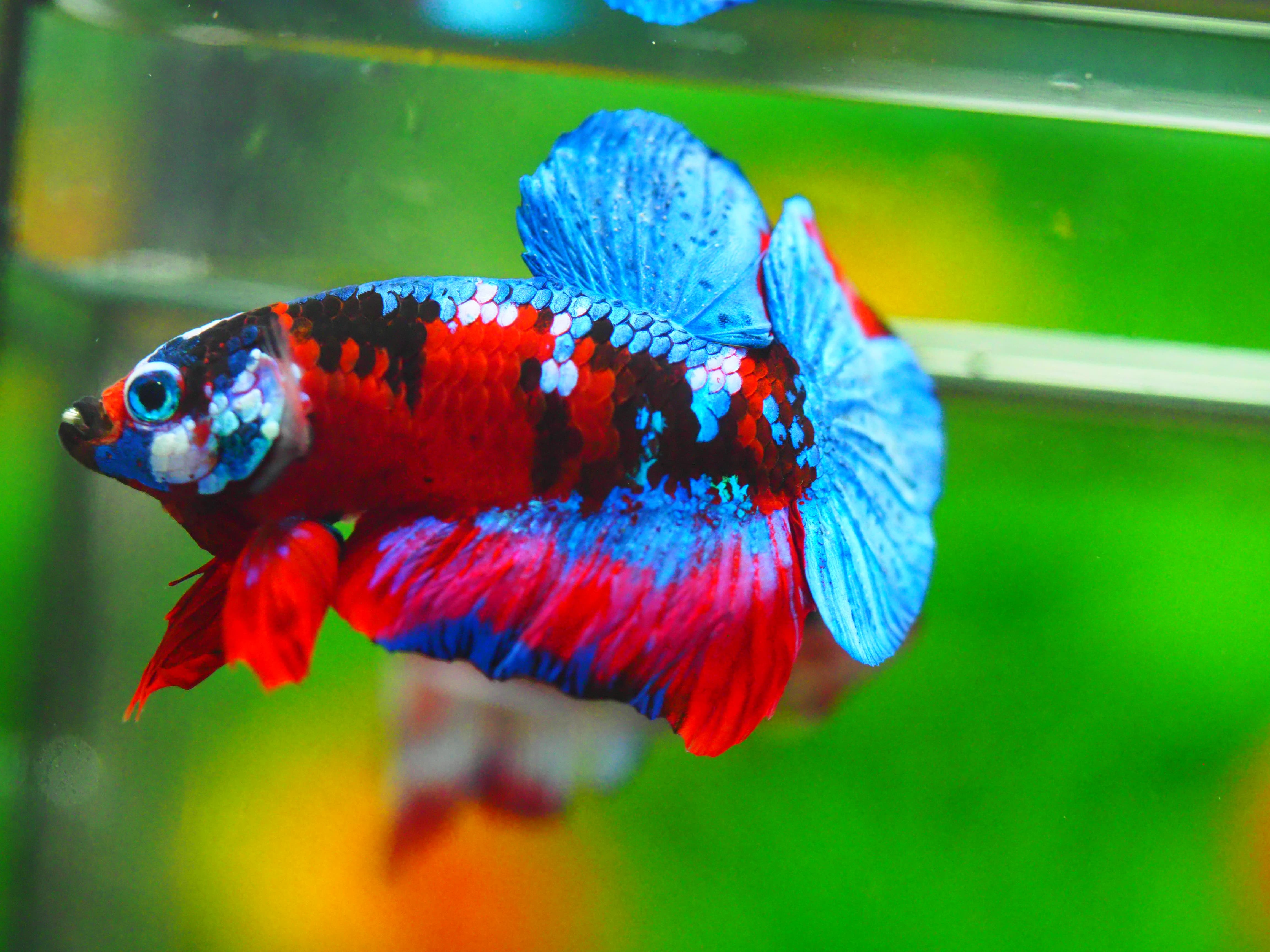 HMPK KOI GALAXY MALE GRADE A +++