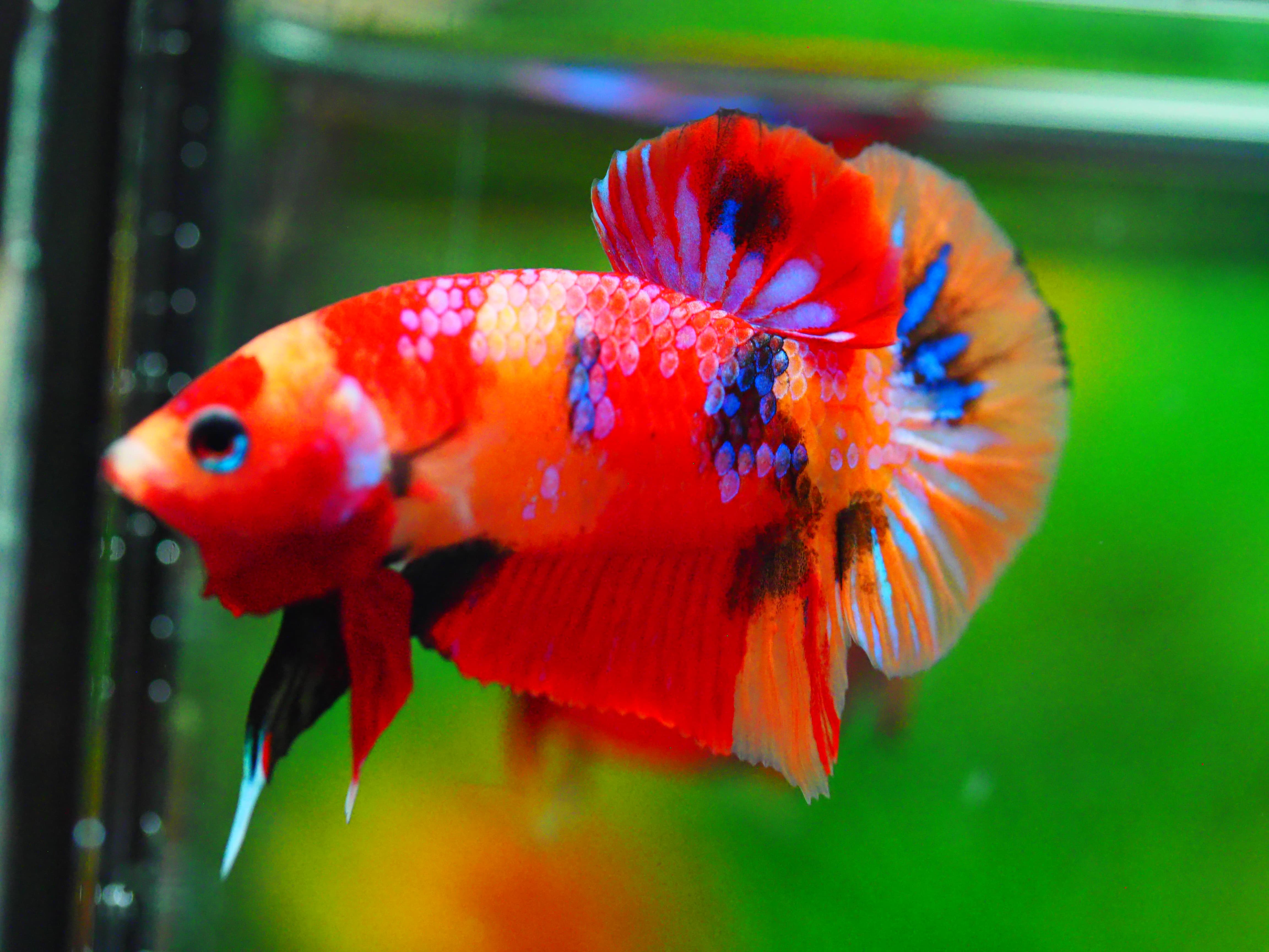 HMPK NEMO GALAXY MALE GRADE A +++