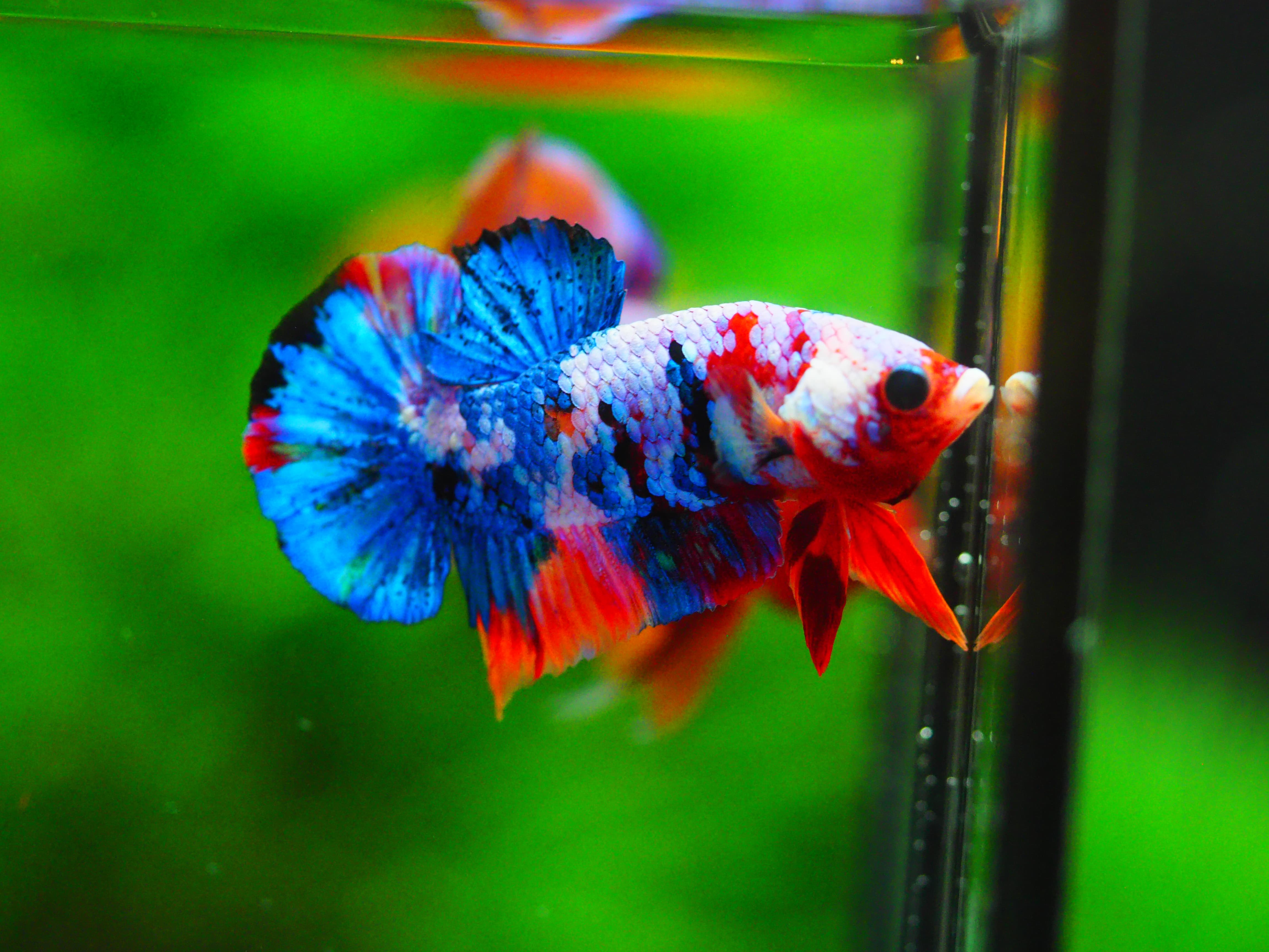 HMPK KOI GALAXY MALE GRADE A +++