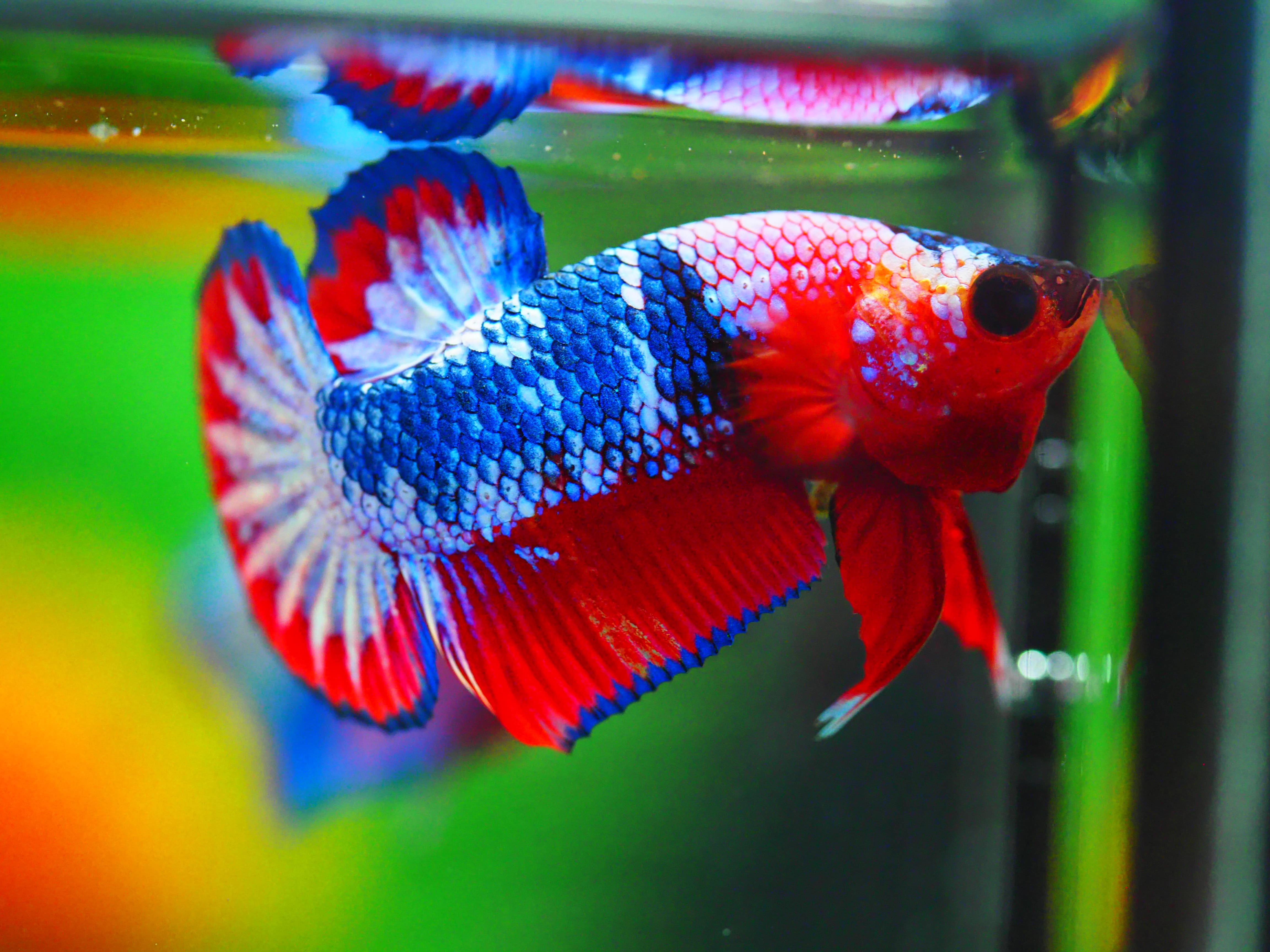 HMPK FANCY MALE GRADE A +++