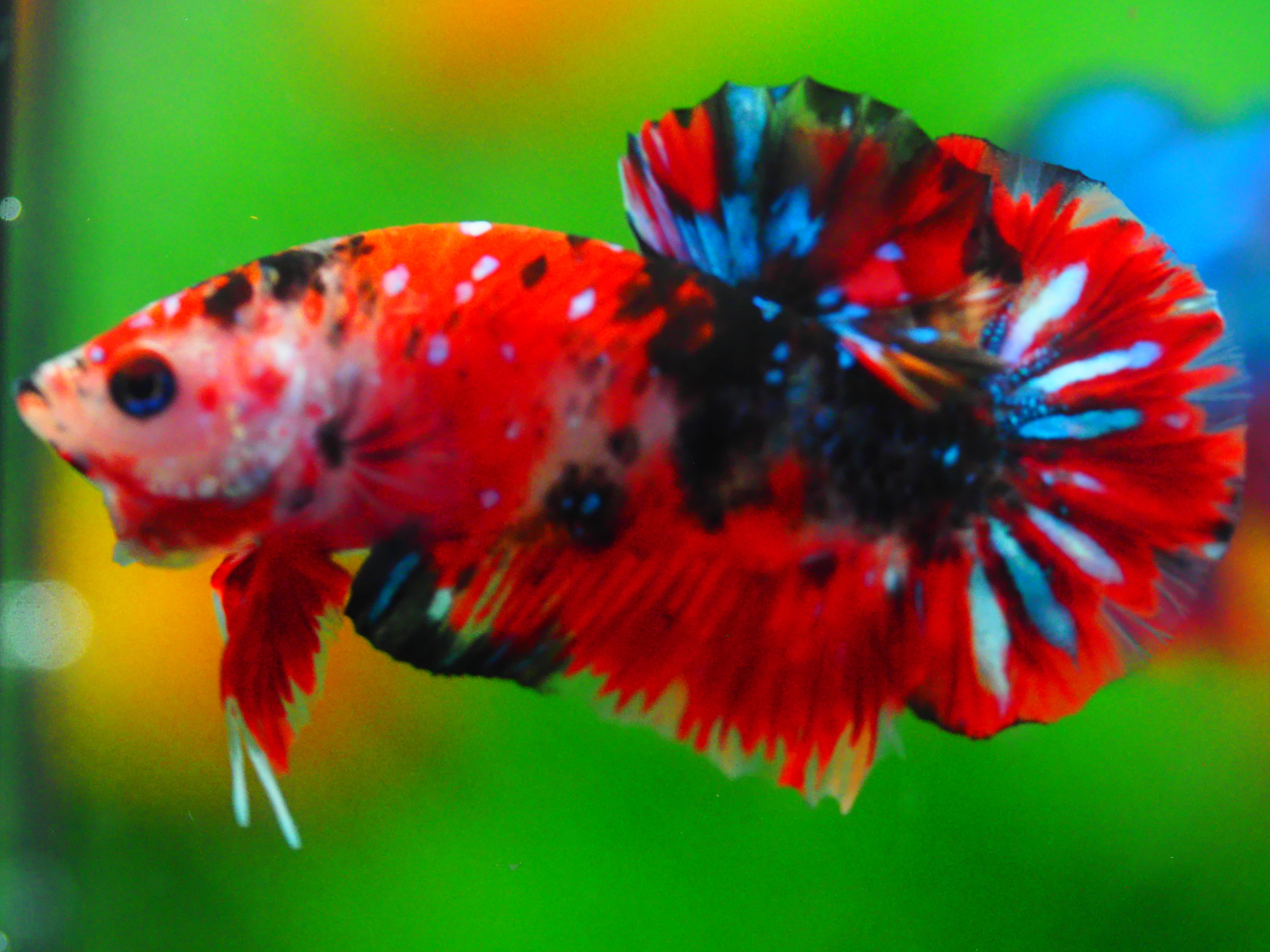 HMPK KOI GALAXY MALE GRADE A +++