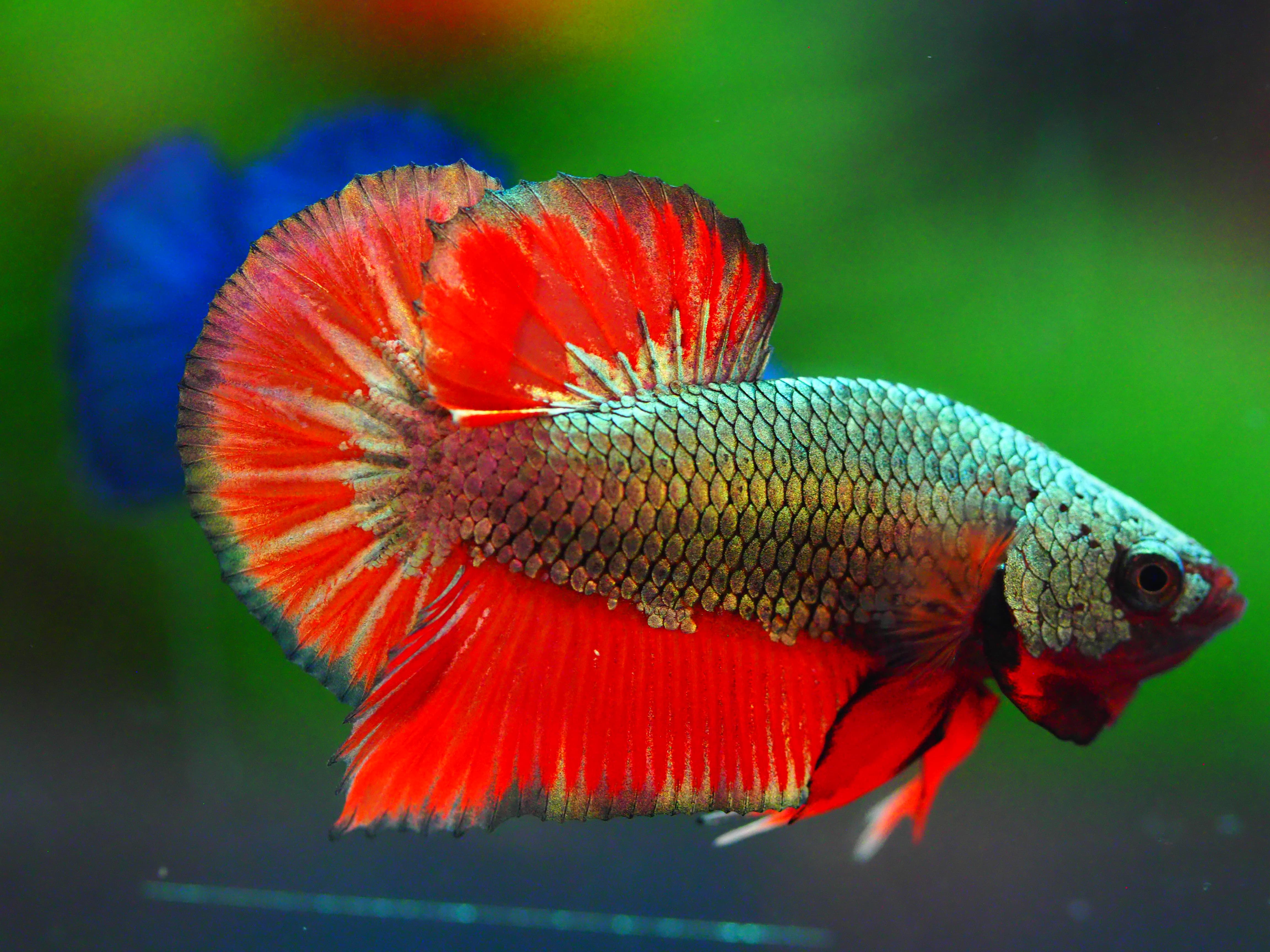 HMPK COPPER REDMALE GRADE A +++