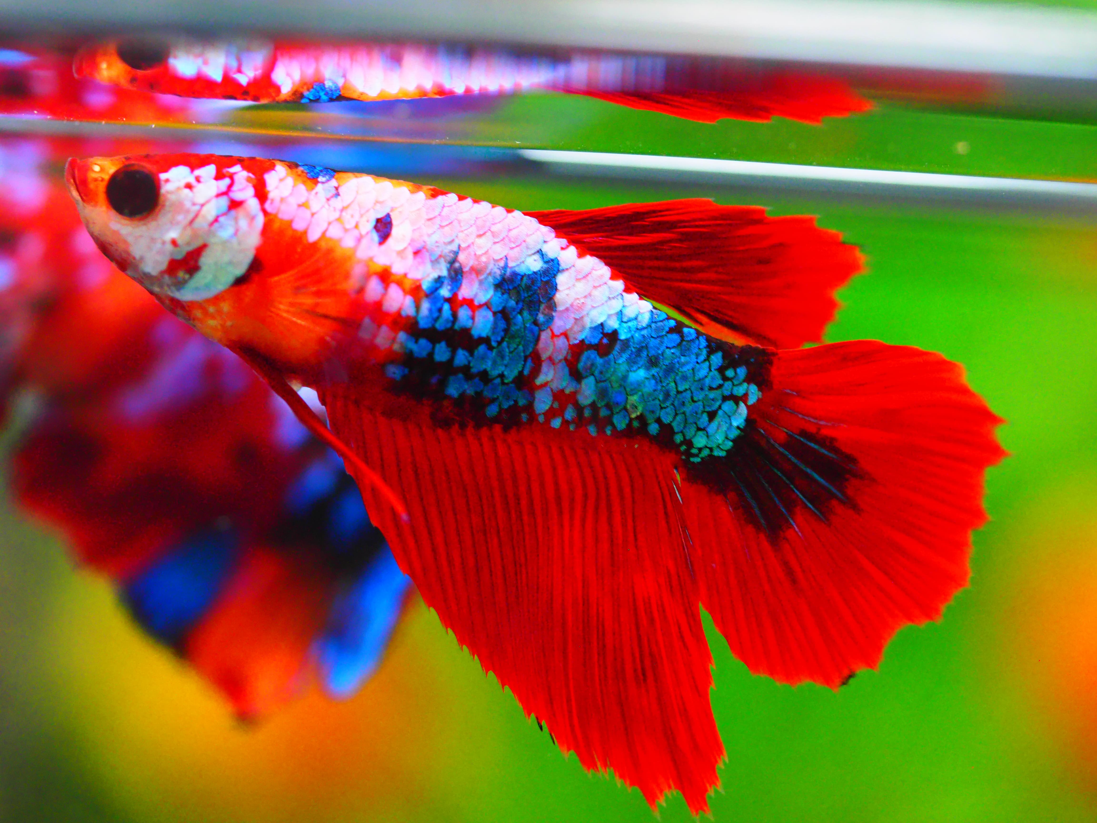 HM KOI GALAXY FNMALE GRADE A +++