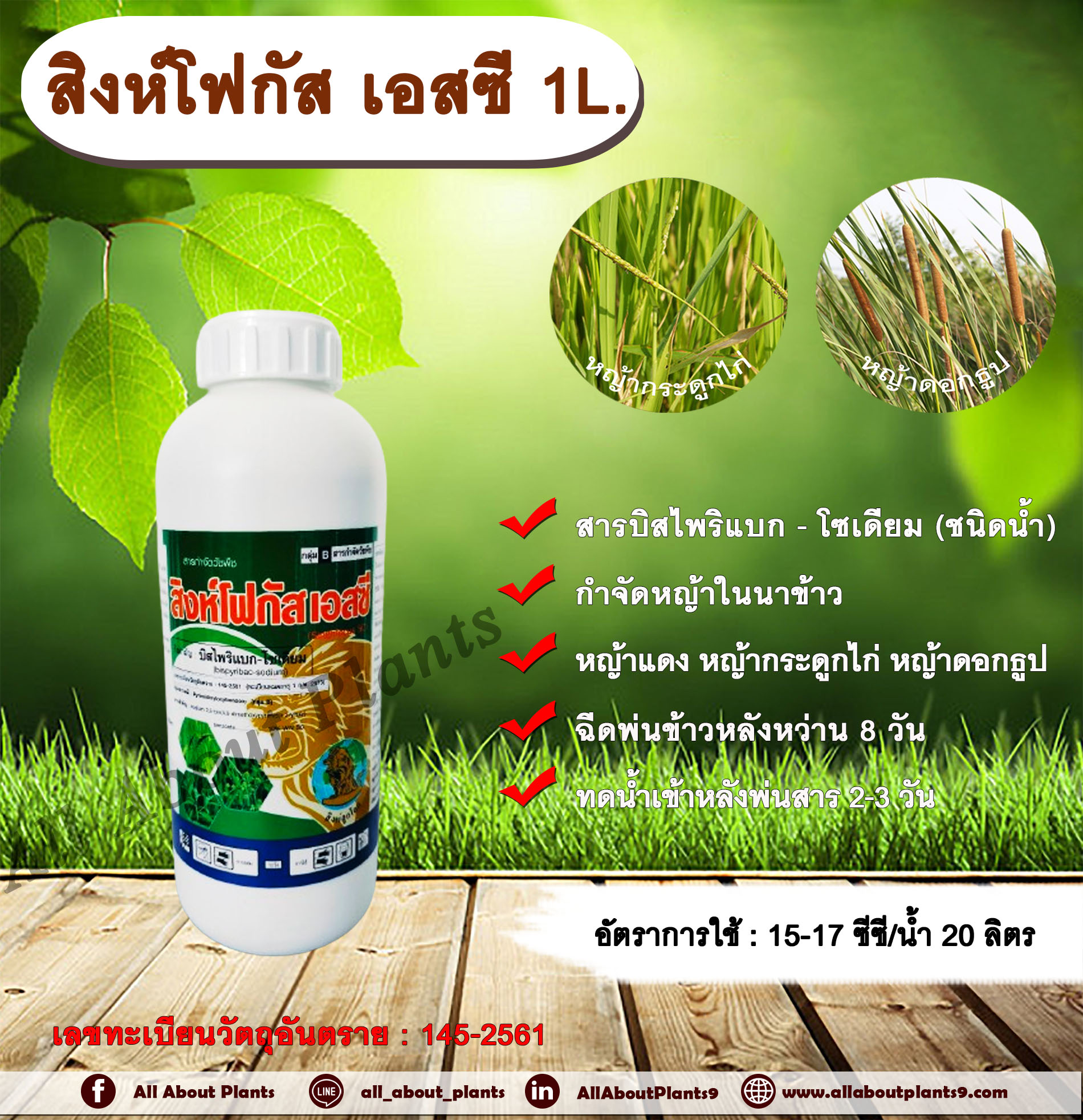สิงห์โฟกัส เอสซี 1L.บิสไพริแบกโซเดียม สารกำจัดวัชพืช กำจัดหญ้า ในนาข้าว กำจัดหญ้าแดง หญ้ากระดูกไก่ หญ้าดอกธูป หญ้าดอกต่อ หญ้าเดือย ขวด