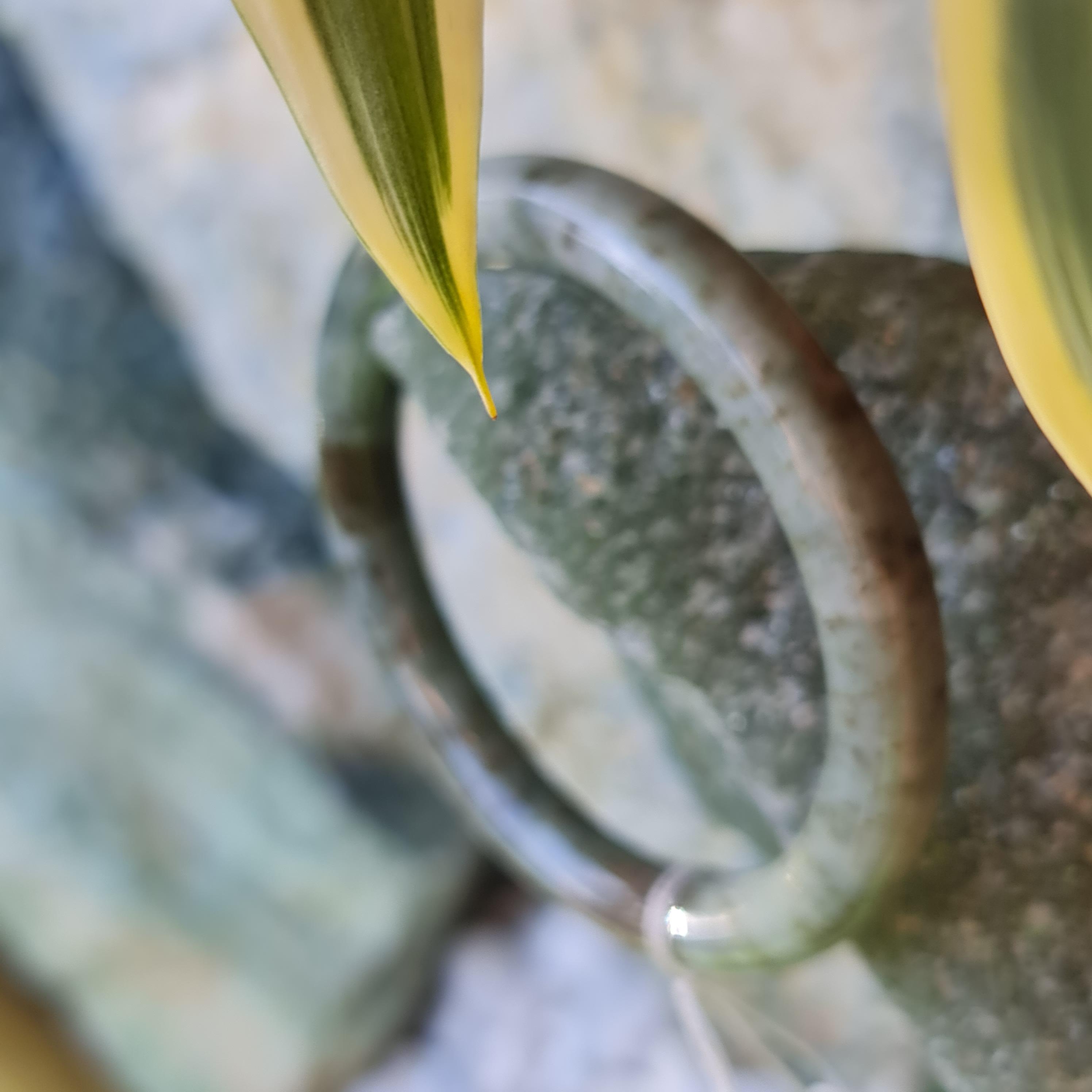 JB6711067 หยก พม่า แท้ Jade กำไลหยก (Jadeite bracelet) พม่า (Myanmar) 50.7 มม.