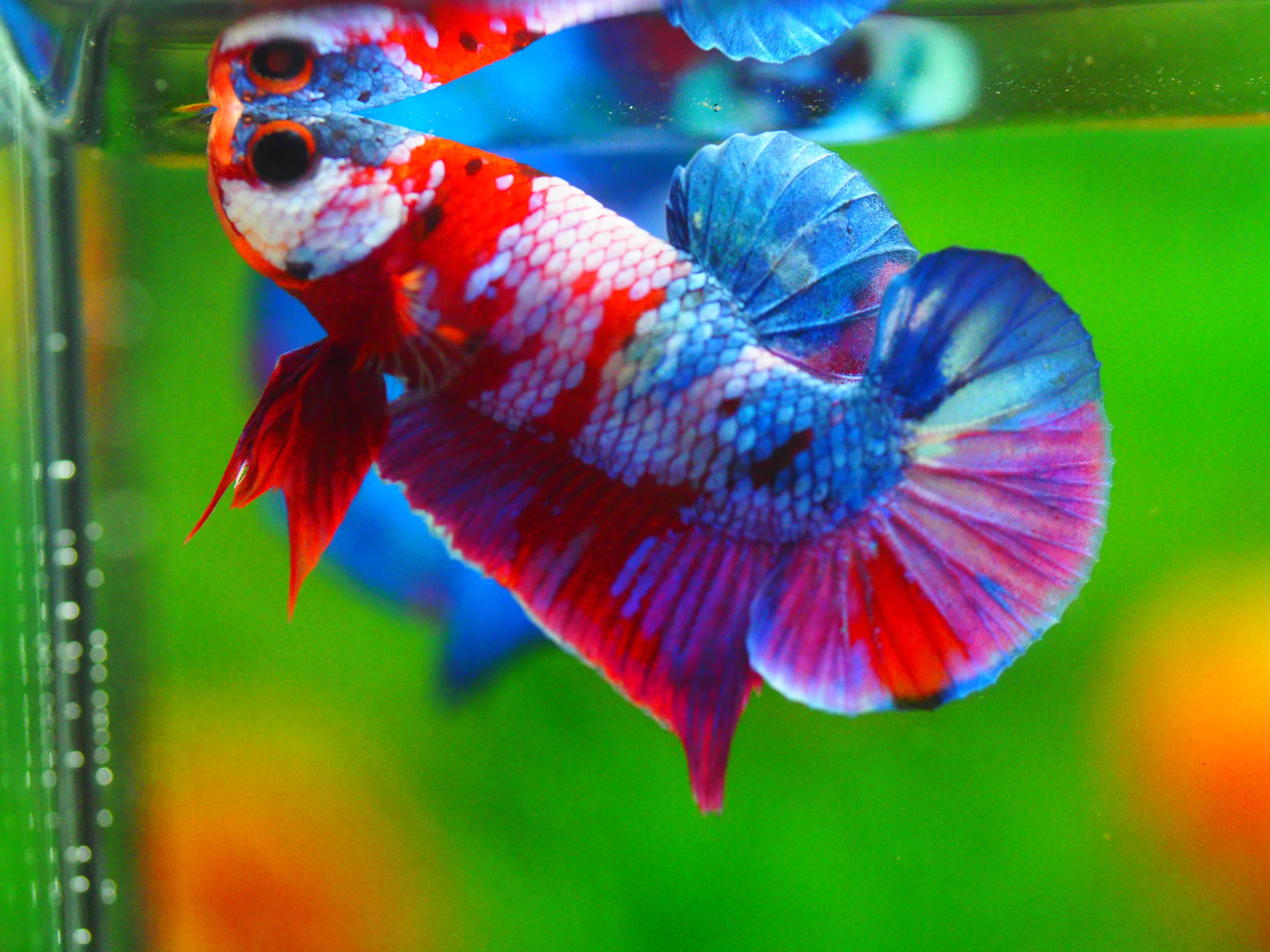 HMPK KOI GALAXY MALE GRADE A +++