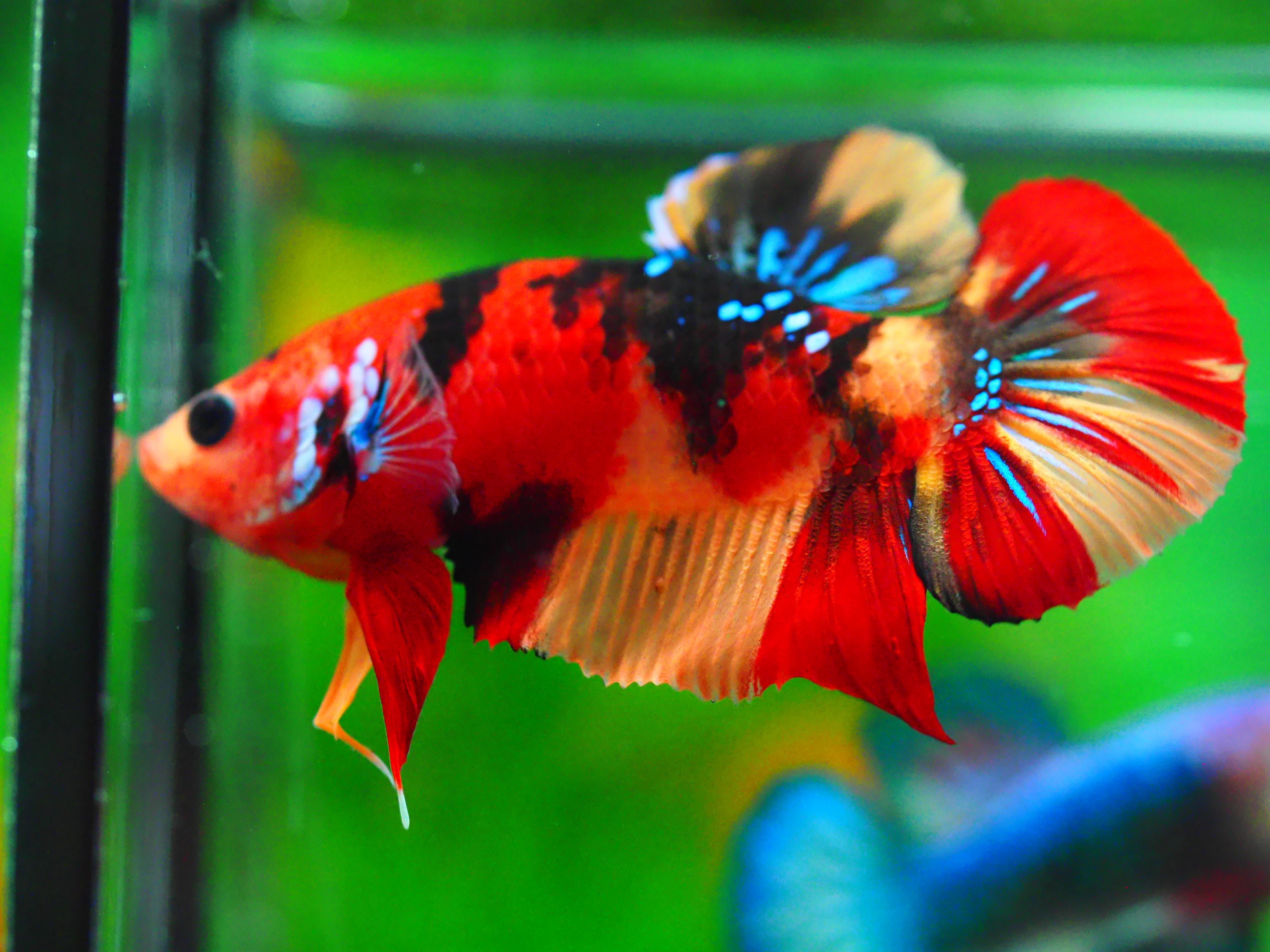 HMPK NEMO GALAXY MALE GRADE A +++