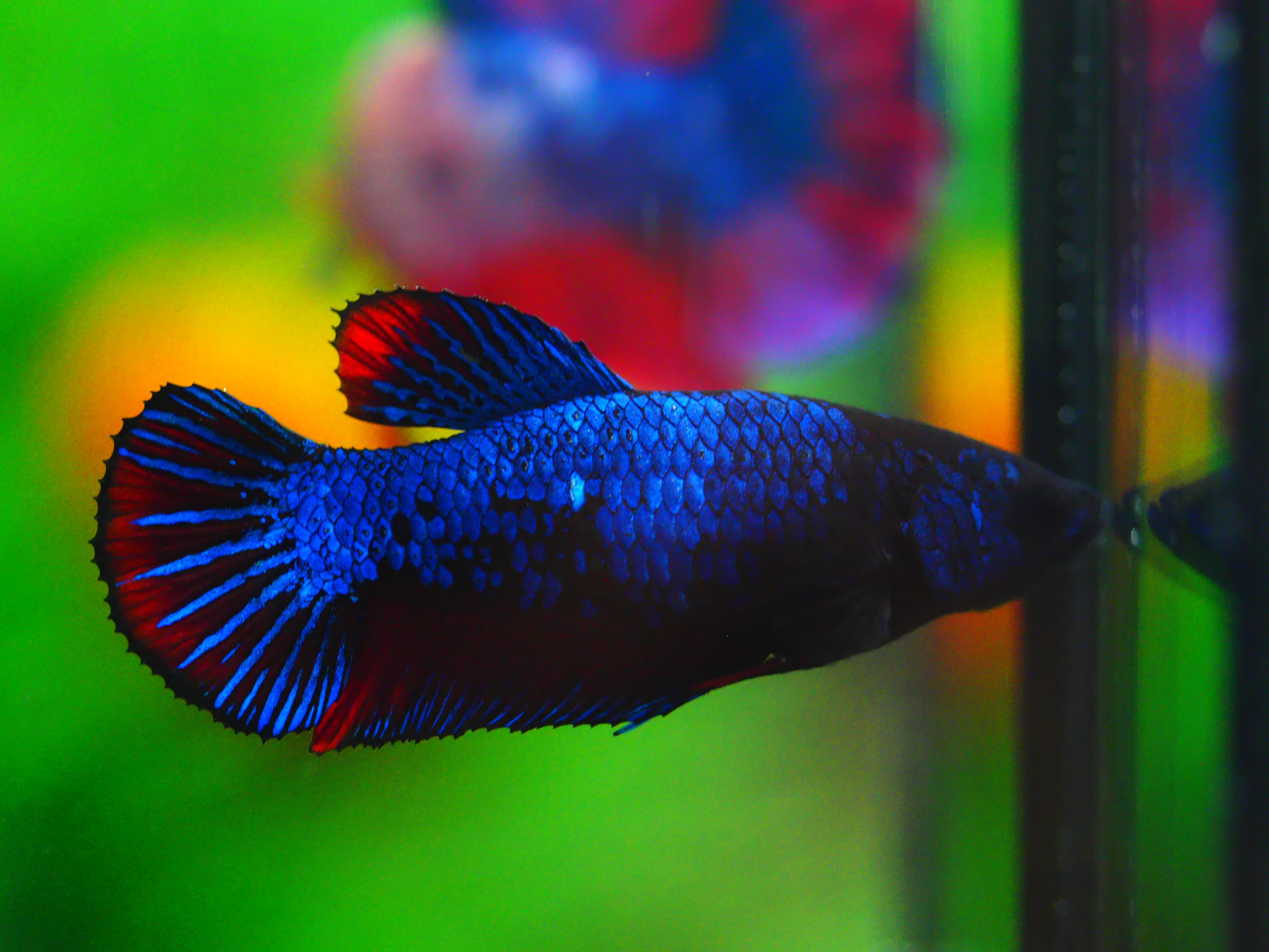 HMPK FANCY FEMALE GRADE A +++