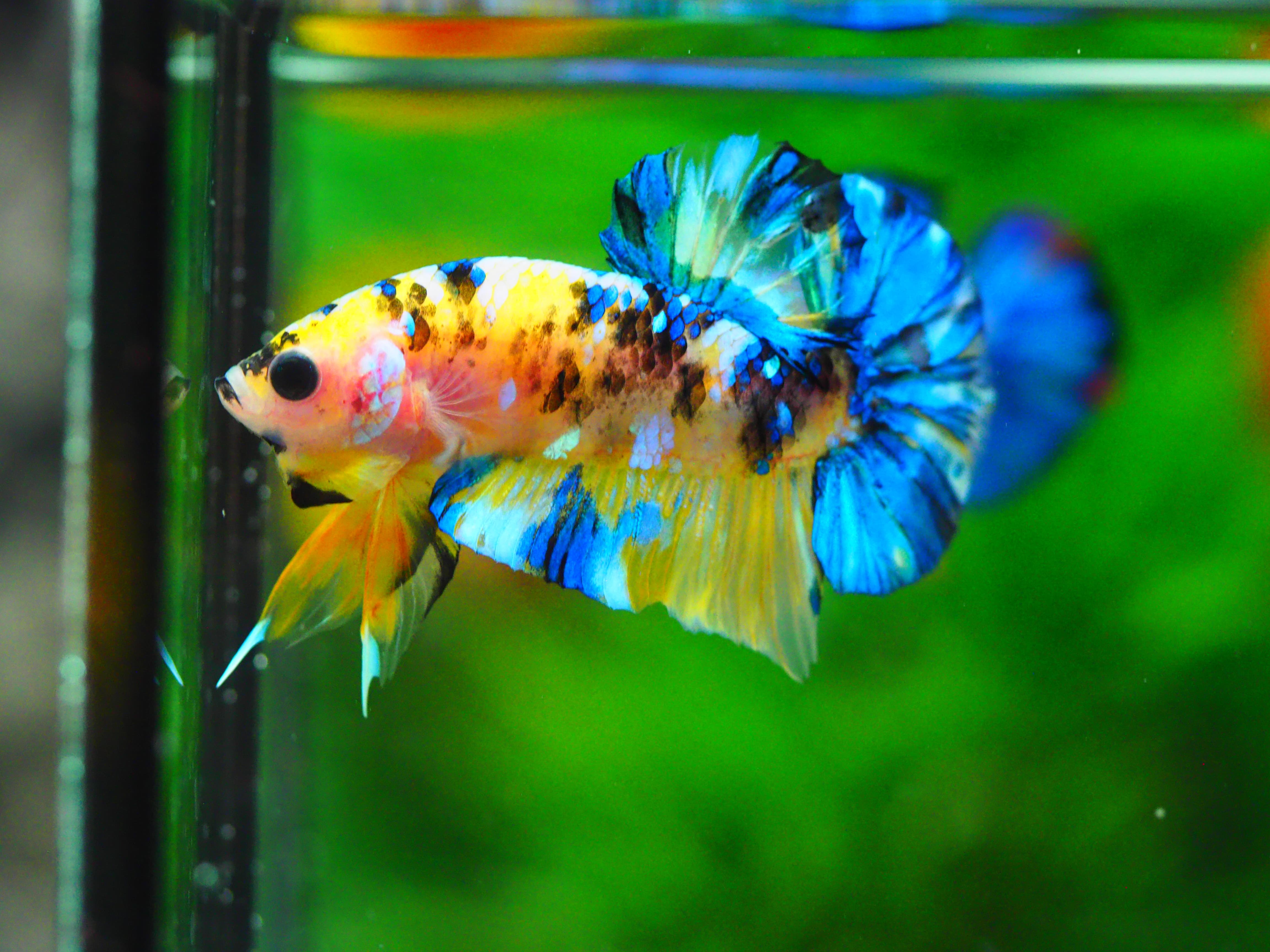HMPK KOI YELLOW MALE GRADE A +++