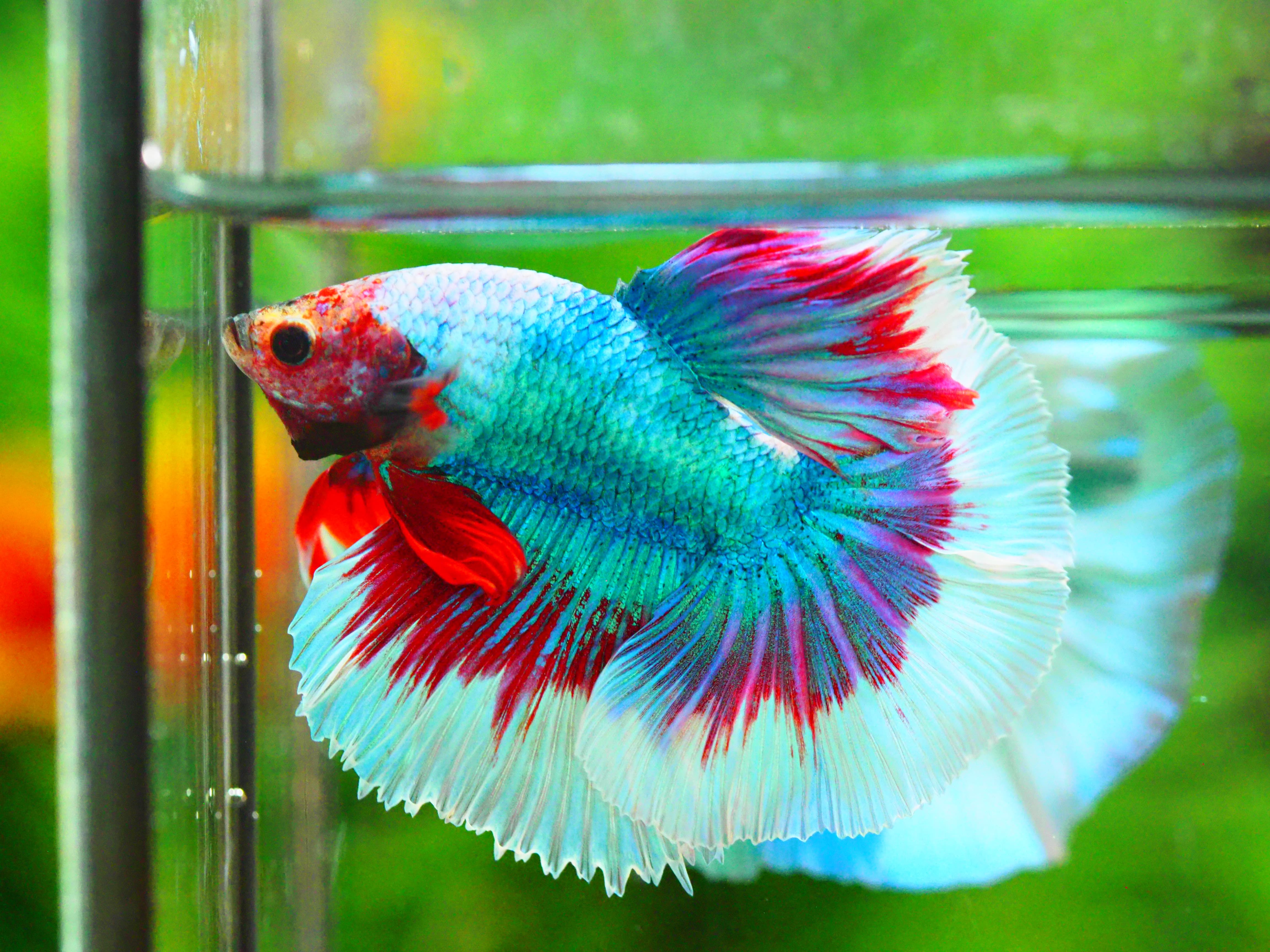 HM FANCY MALE GRADE A +++