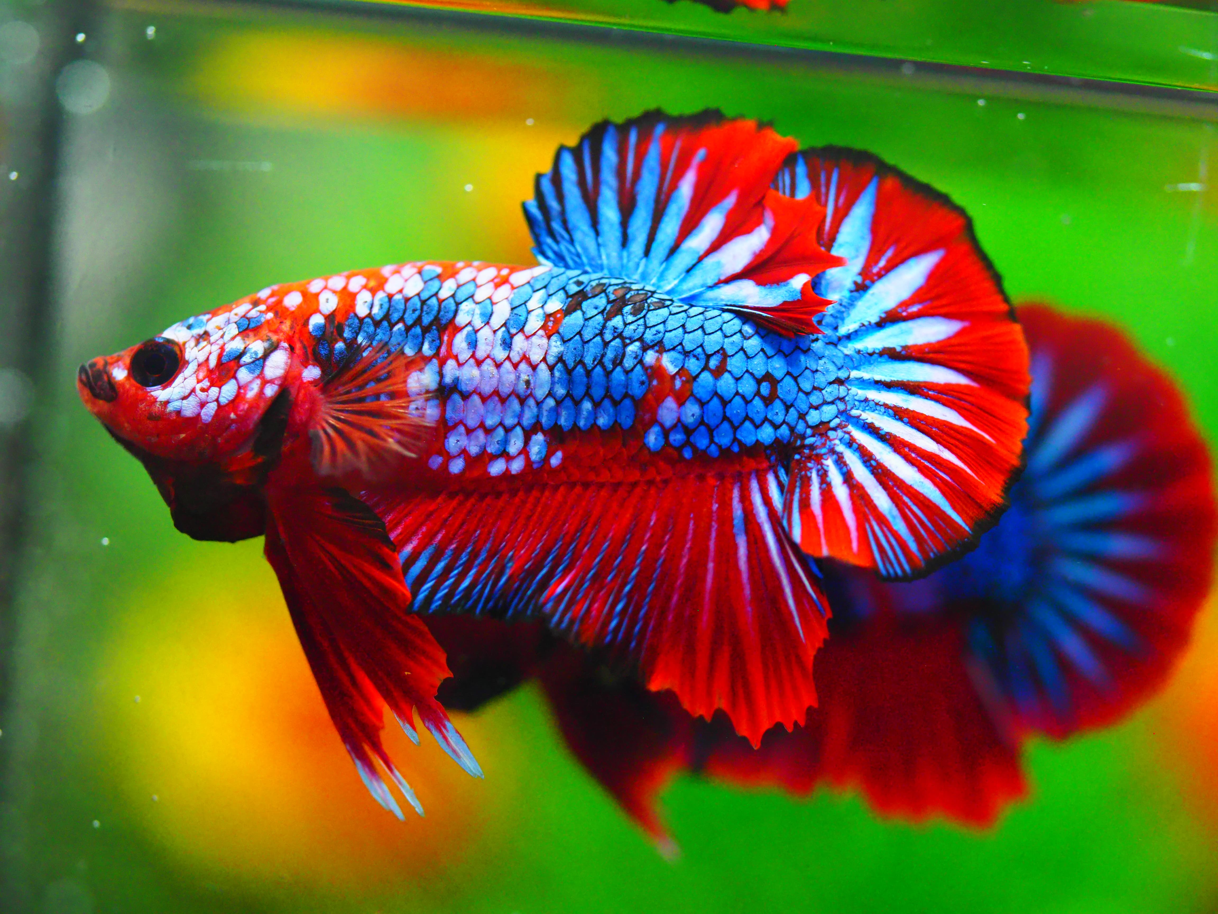 HMPK FANCY MALE GRADE A +++