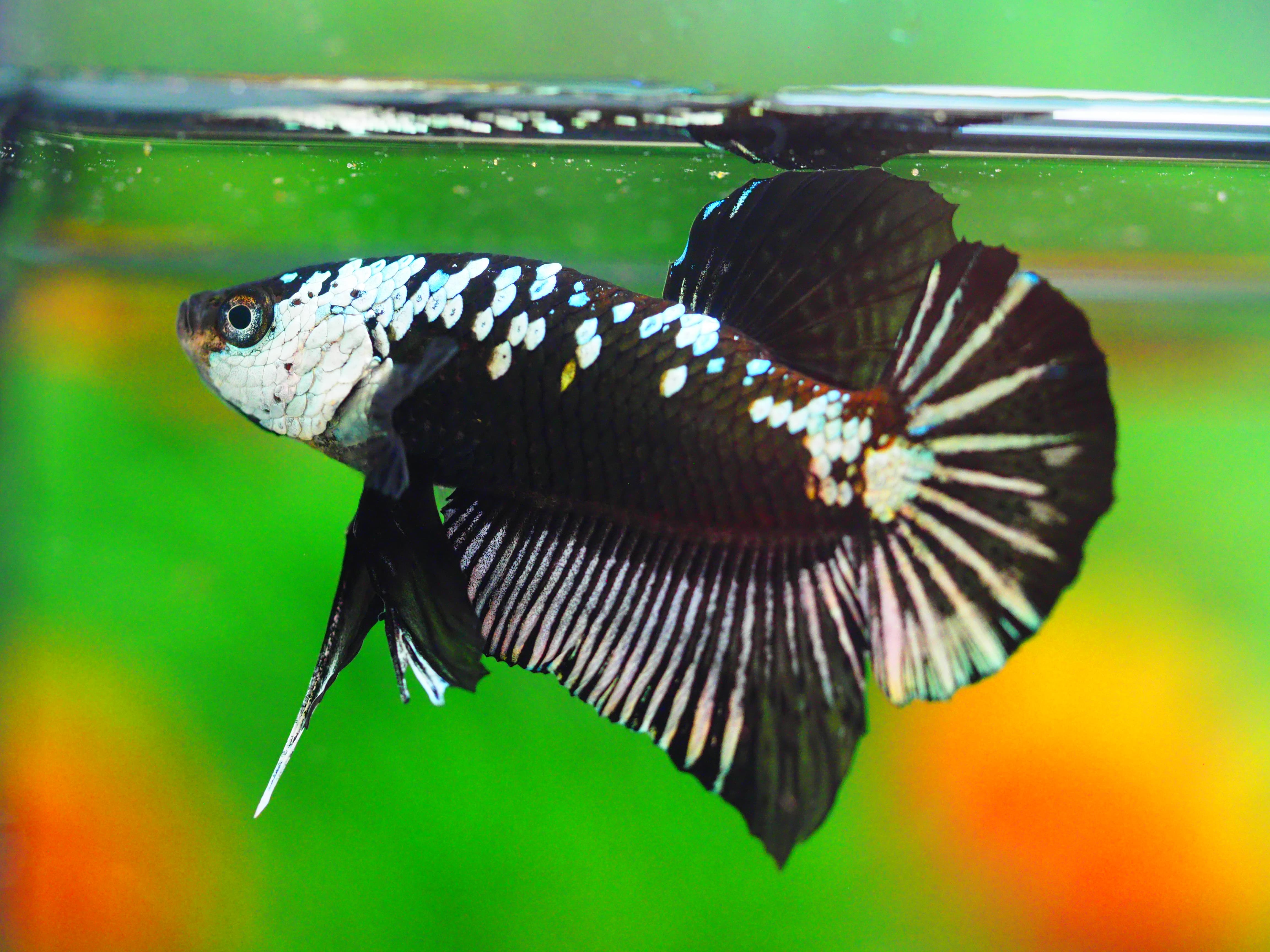HMPK SAMURIA MALE GRADE A +++