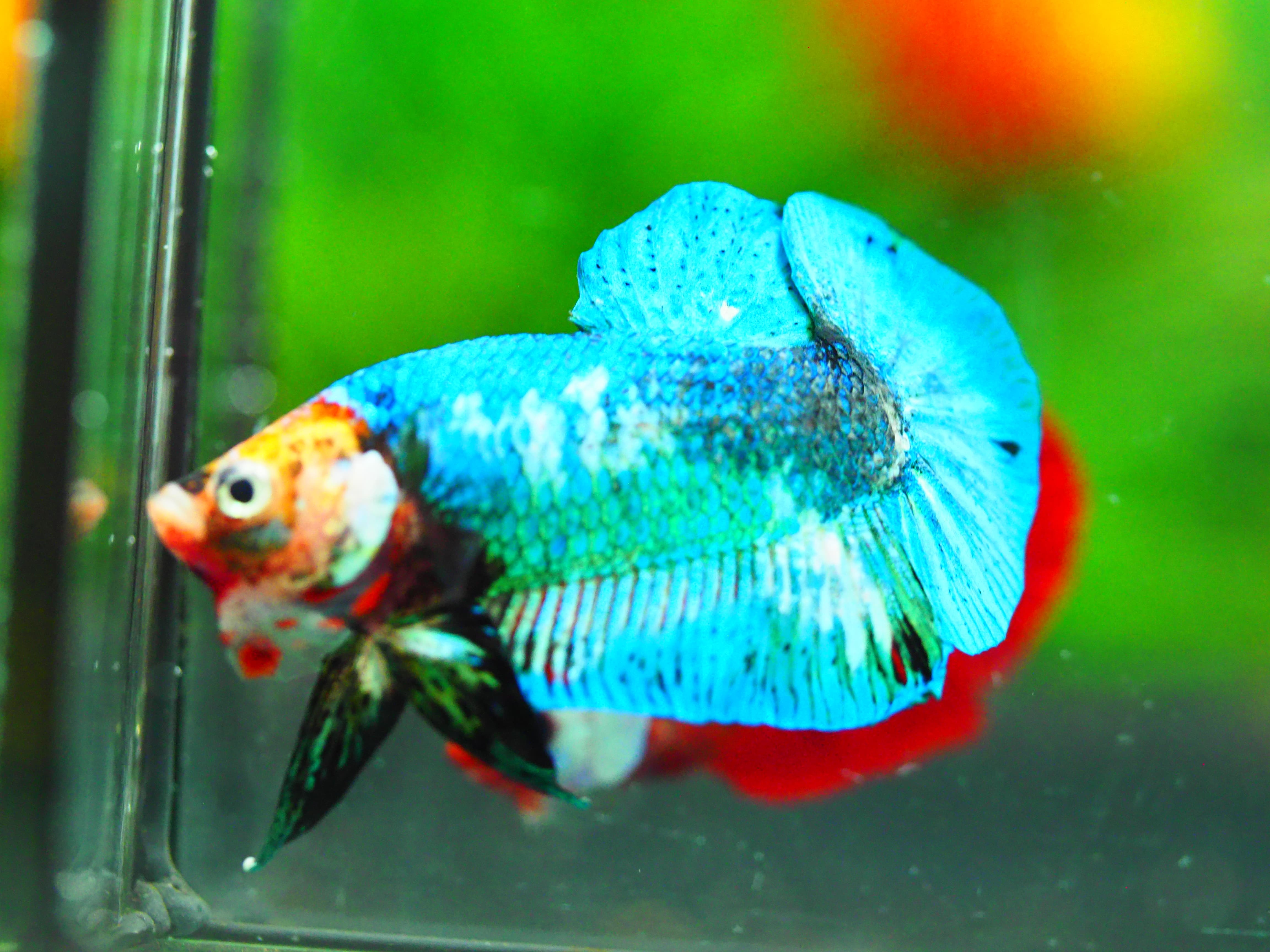 HMPK KOI GALAXY MALE GRADE A +++