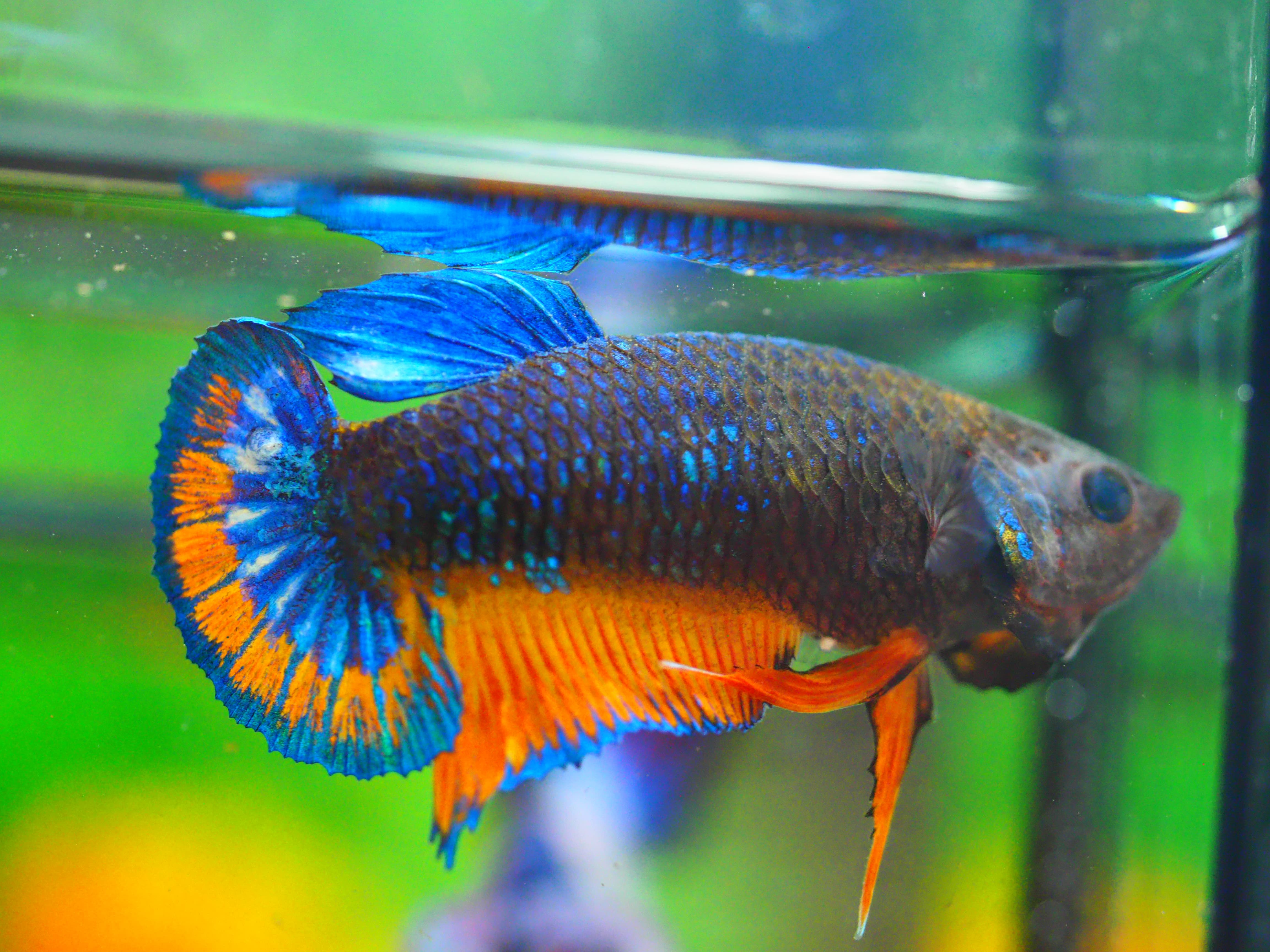 HMPK FANCY FNMALE GRADE A +++