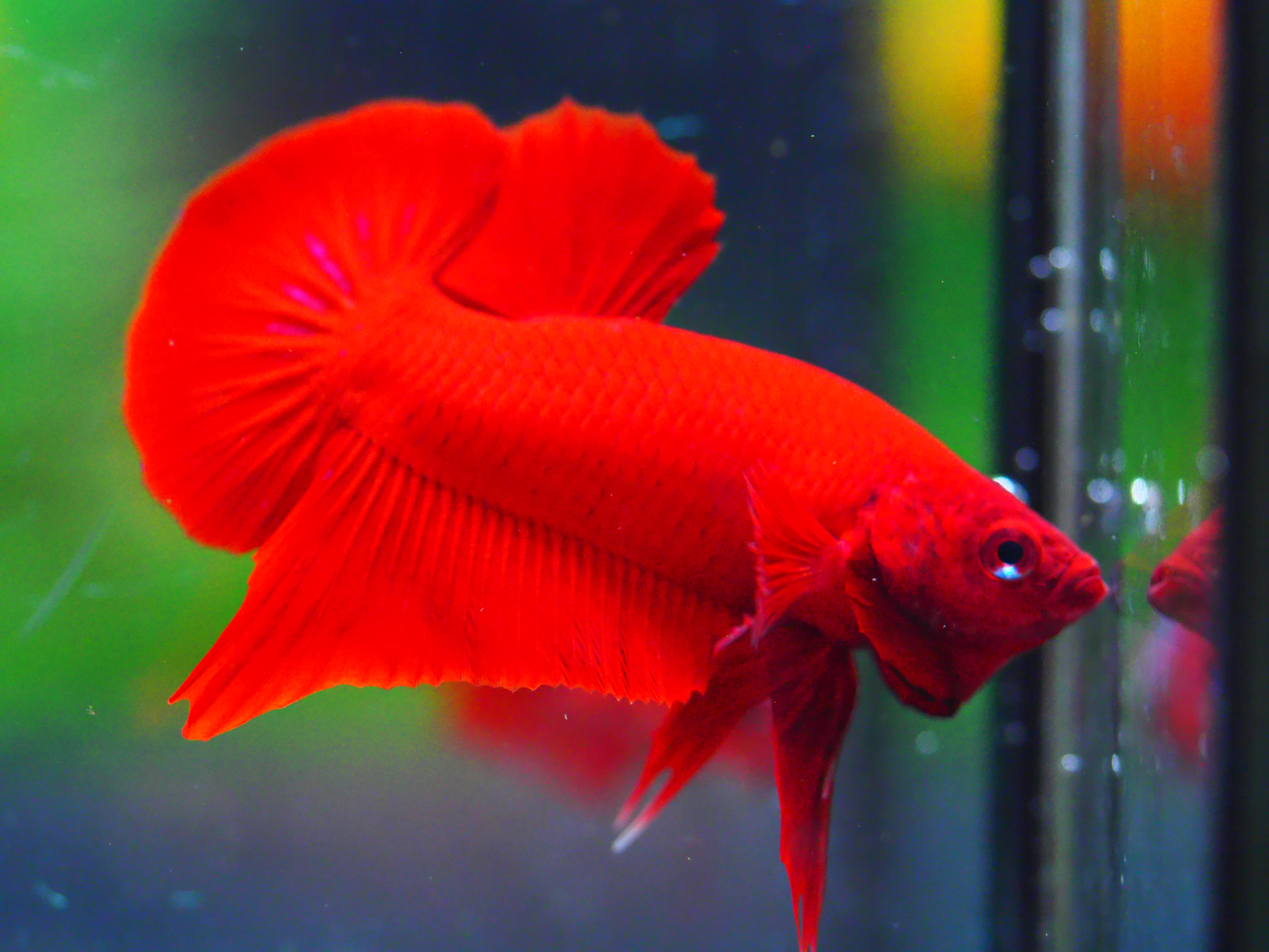 HMPK RED MALE GRADE A +++