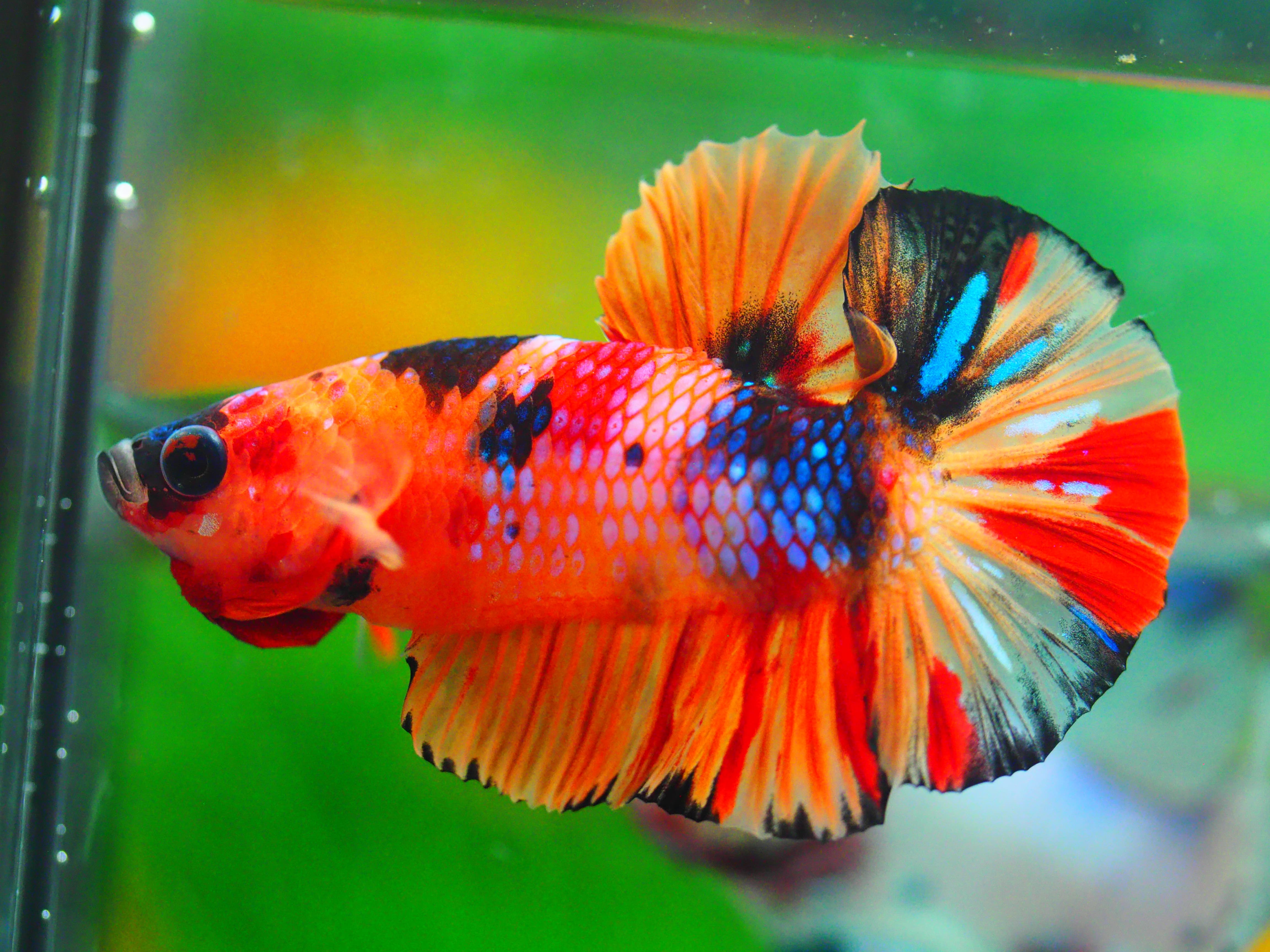 HMPK NEMO GALAXY MALE ไม่่มีตะเกียบ