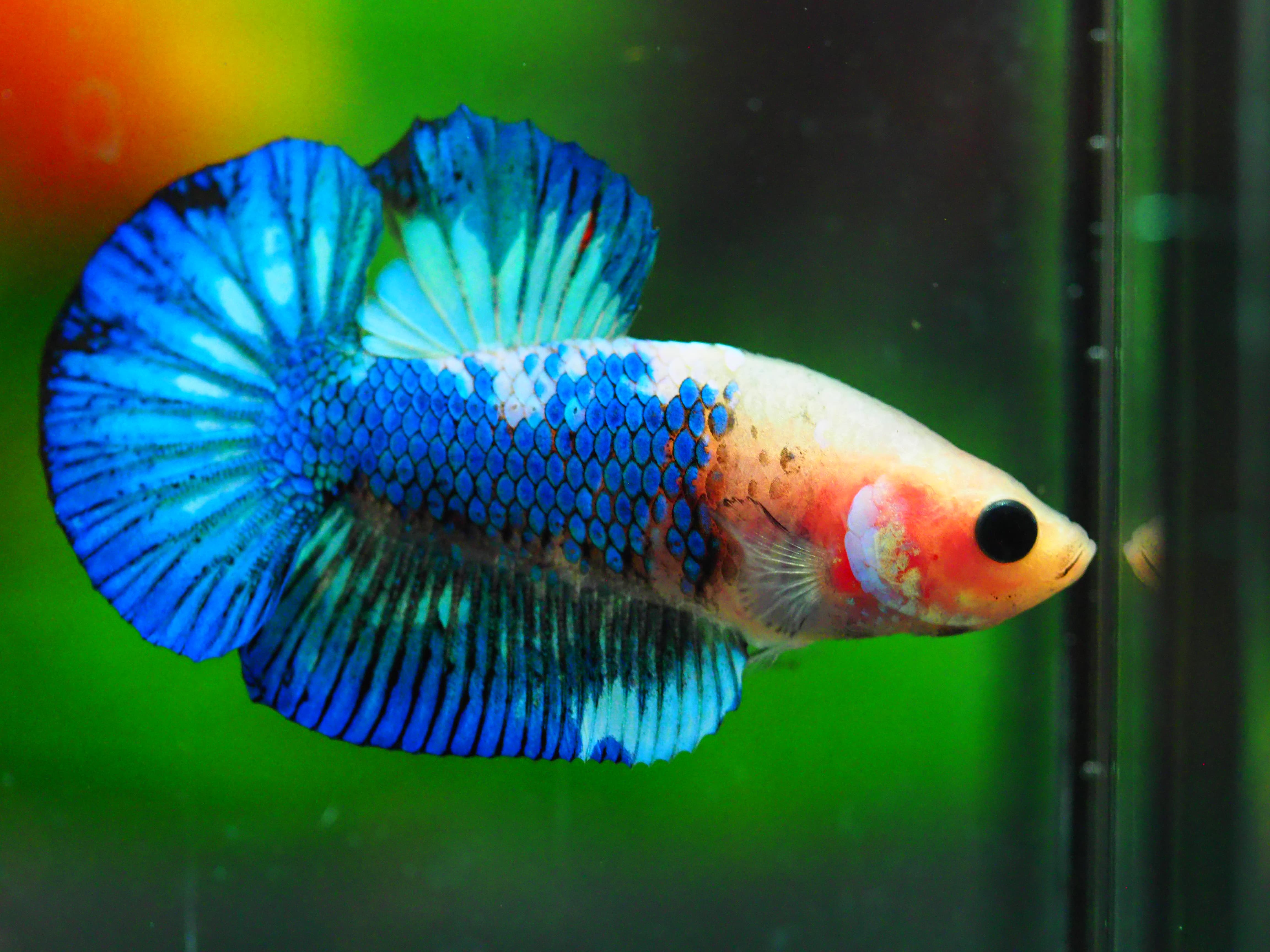 HMPK FANCY MALE GRADE A +++