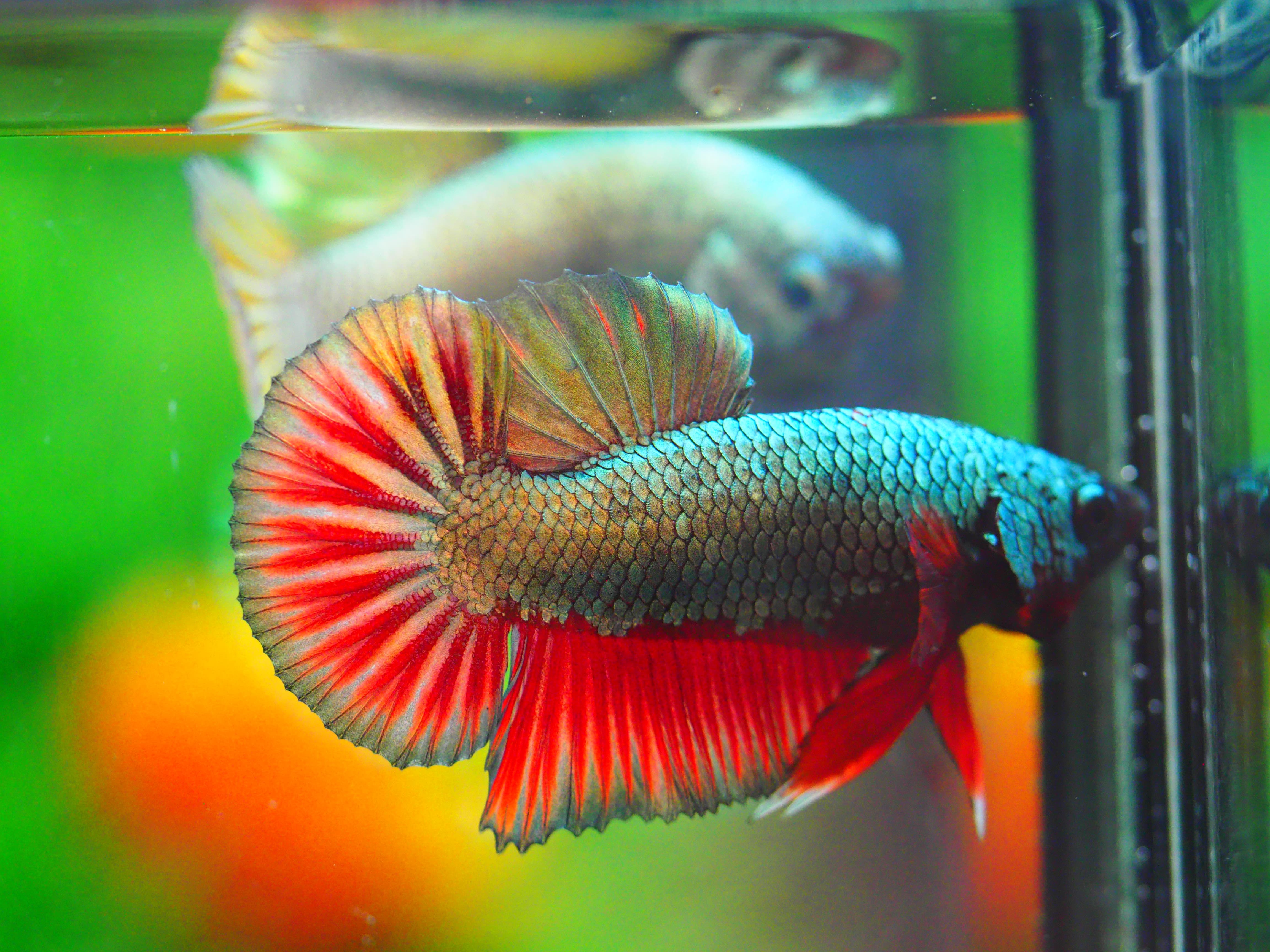 HMPK COPPRE MALE GRADE A +++