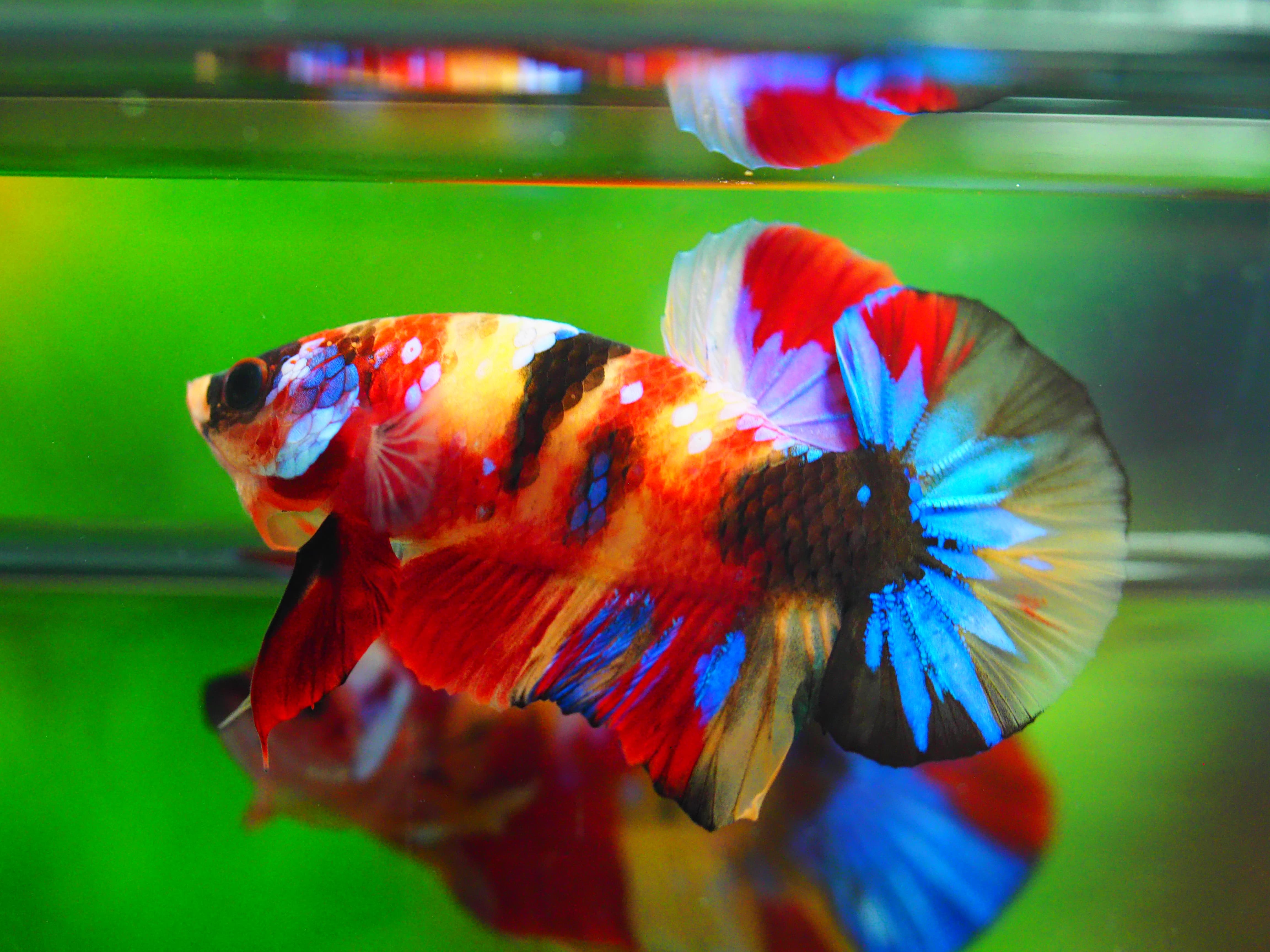 HMPK KOI GALAXY MALE GRADE A++